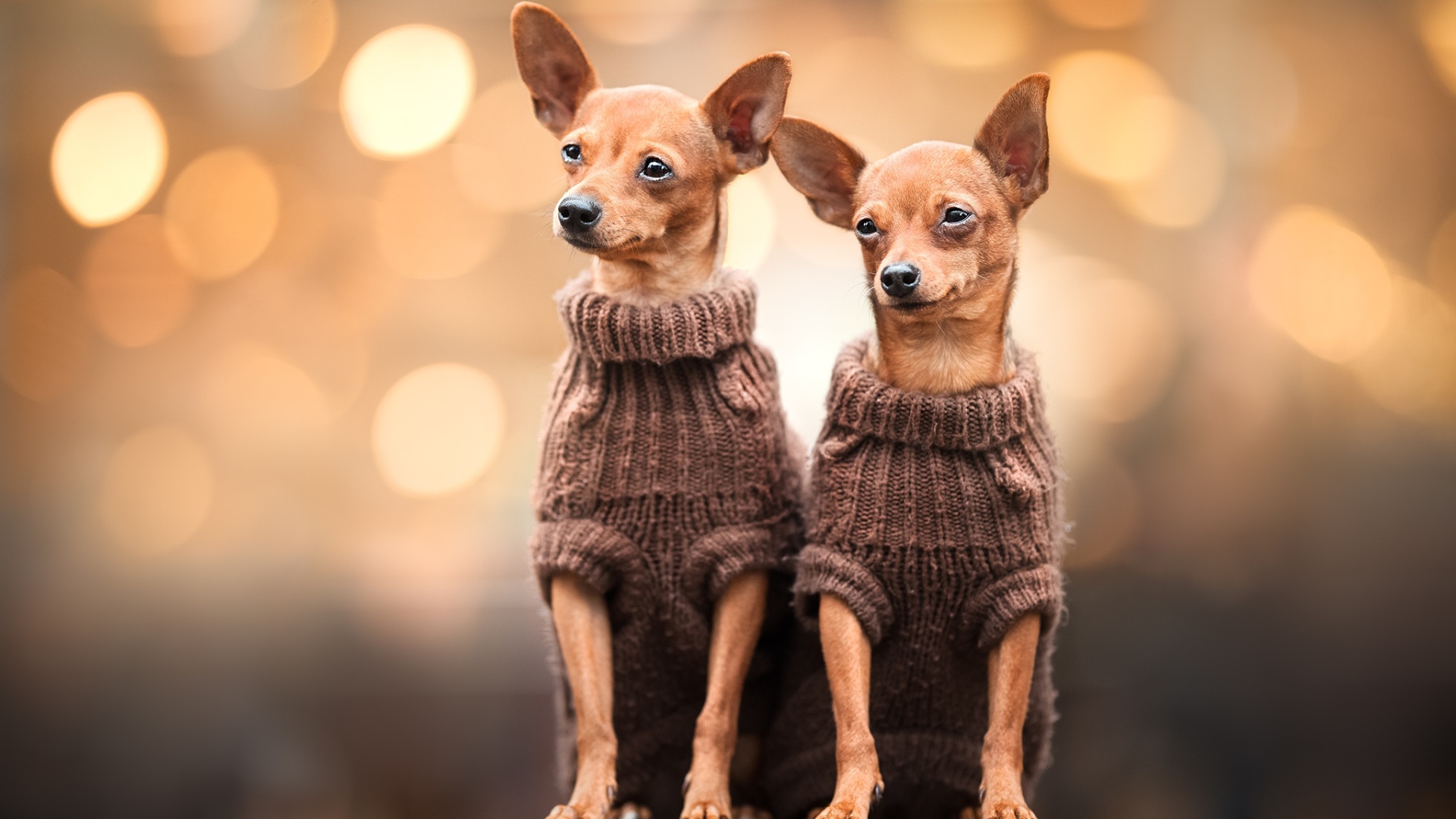 Две собаки породы чихуахуа в свитерах