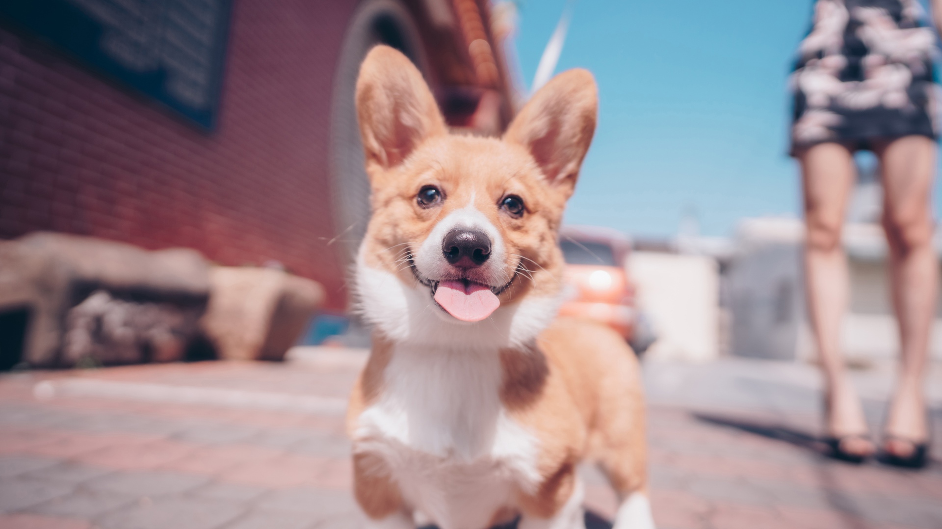 Смешной пес породы вельш-корги с высунутым языком