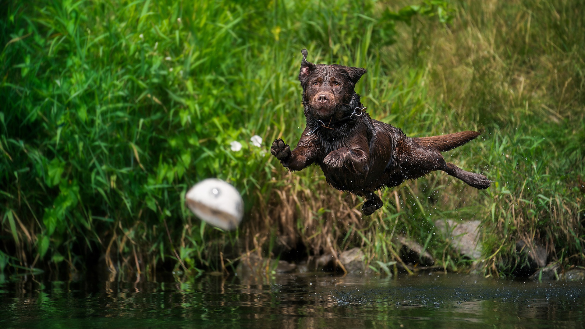 Мокрый лабрадор прыгает в воду за мячом
