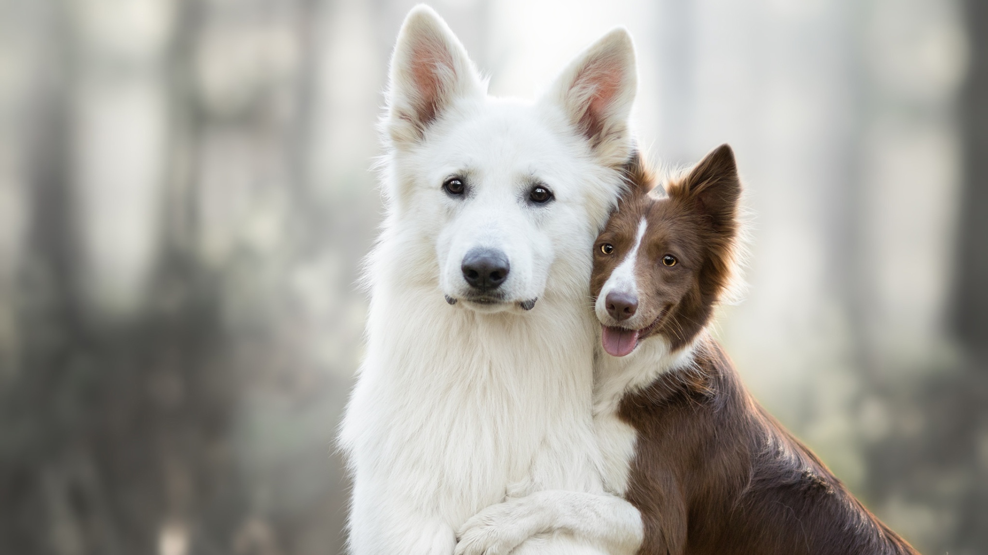 Белая швейцарская овчарка и бордер колли обнимаются 