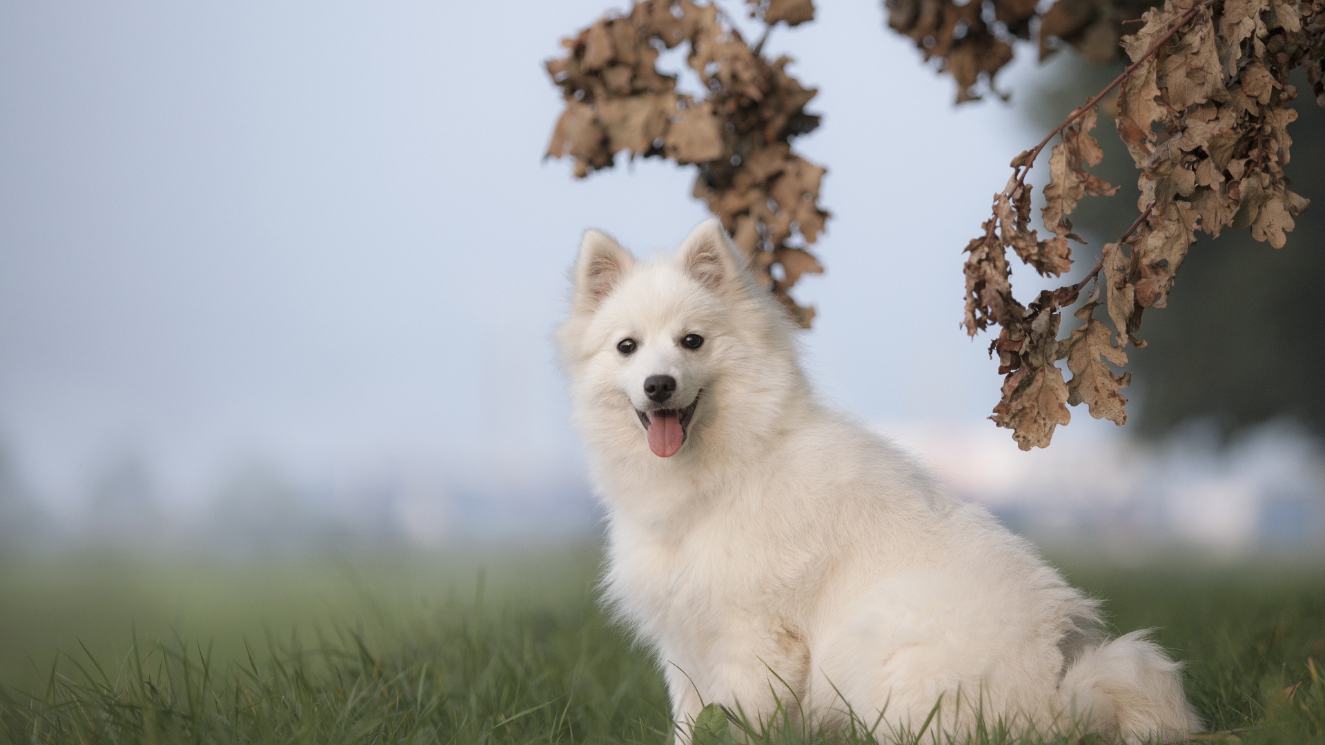 Белая собака породы японский шпиц сидит на траве