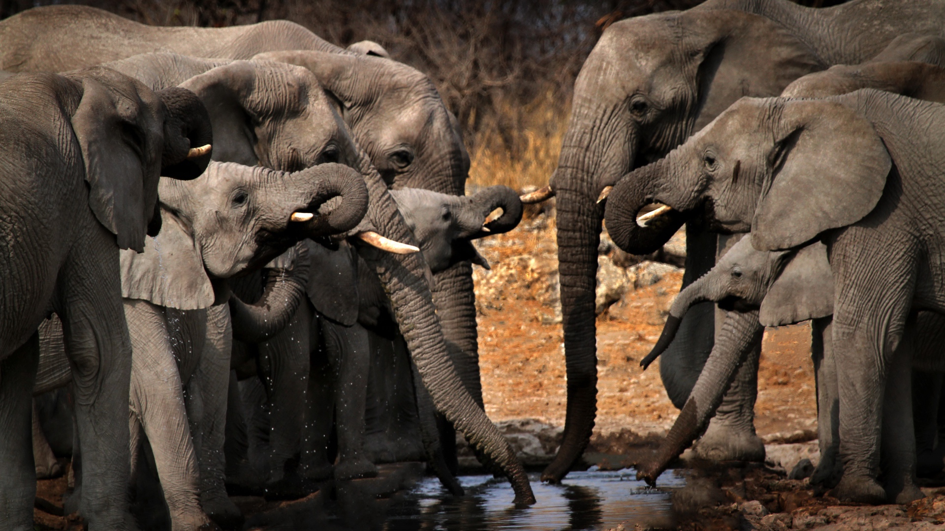 Стадо серых слонов у водопоя 