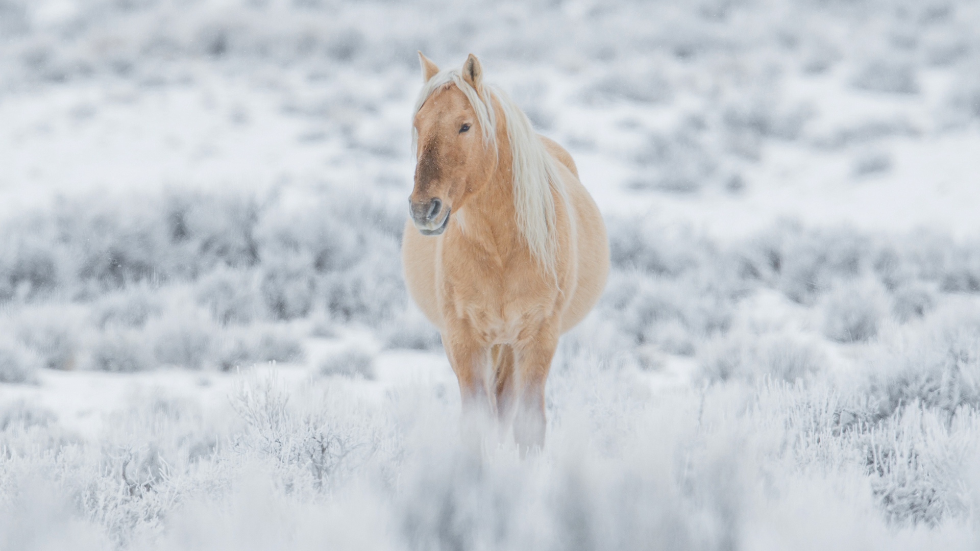 Big brown horse walks on snow-covered grass