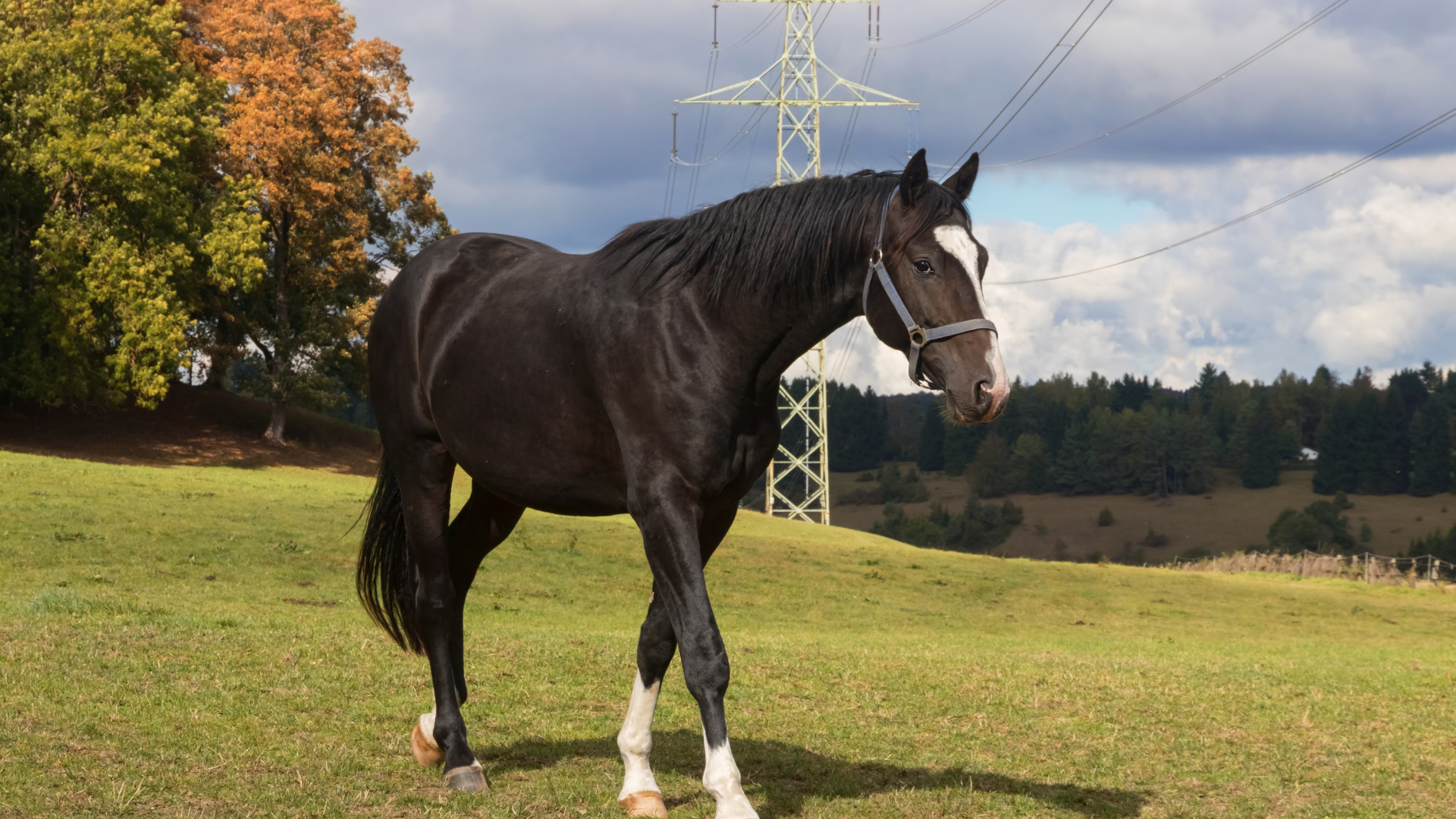 Черный конь идет по зеленой траве