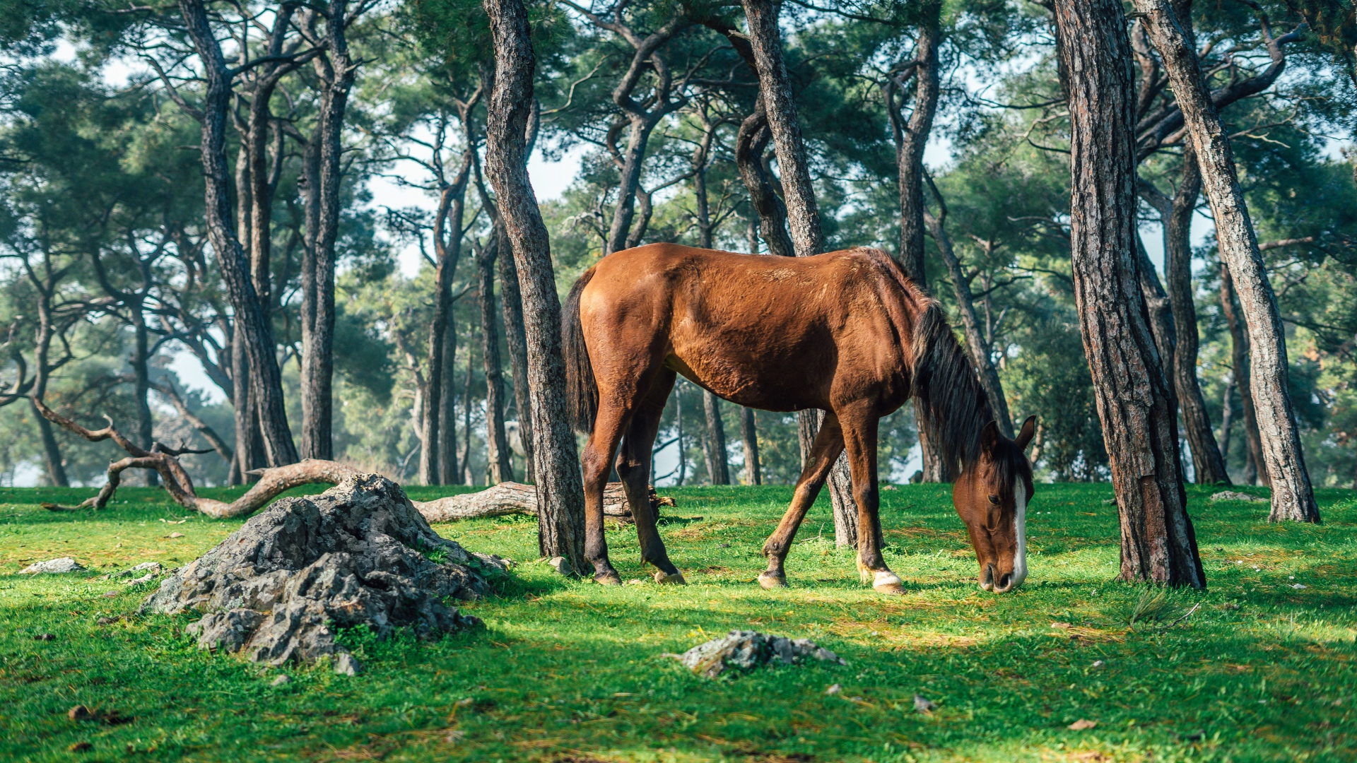 Коричневая лошадь пасется на зеленой траве в лесу