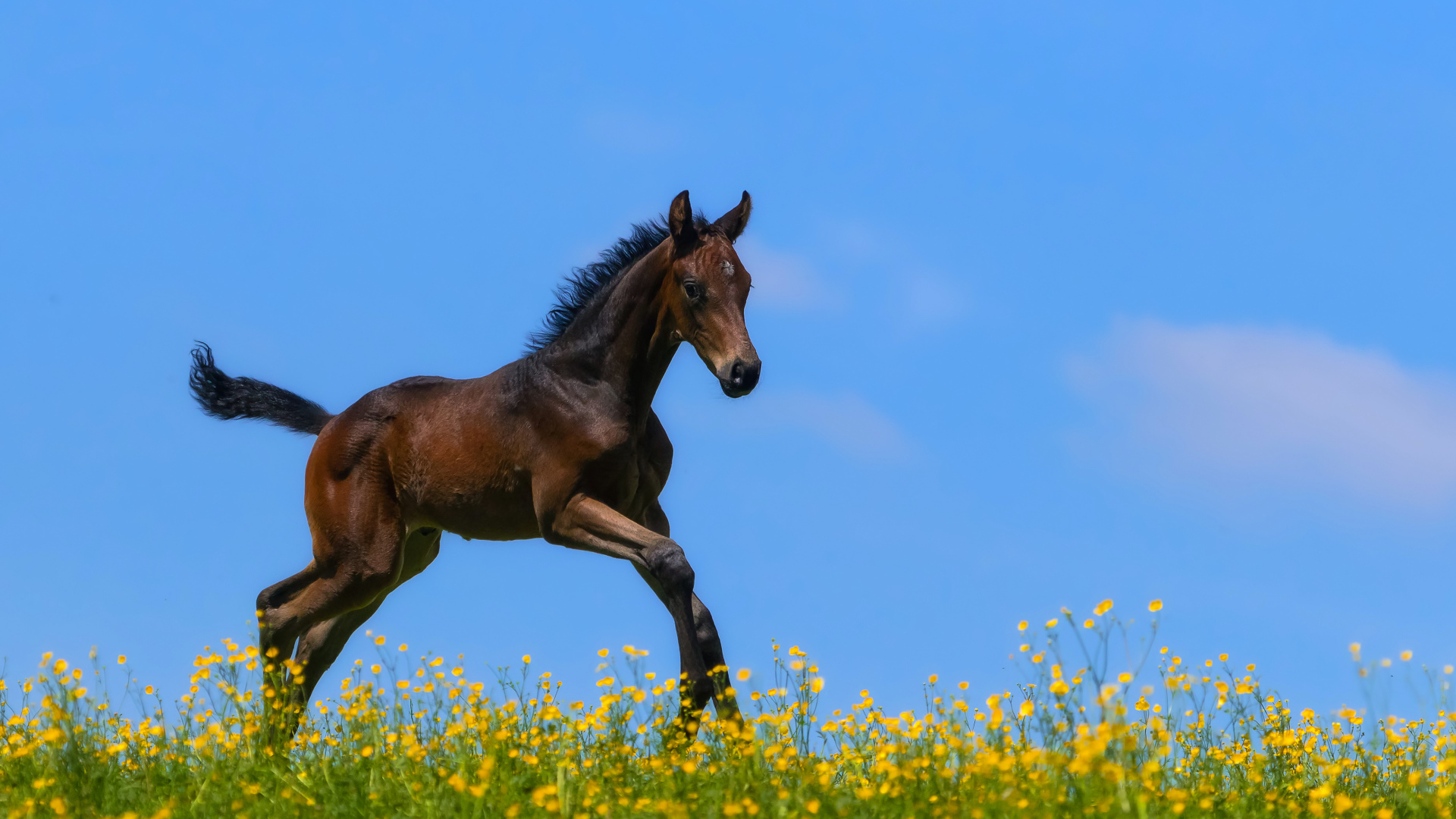 Маленький коричневый жеребенок бежит по желтым цветам на фоне голубого неба