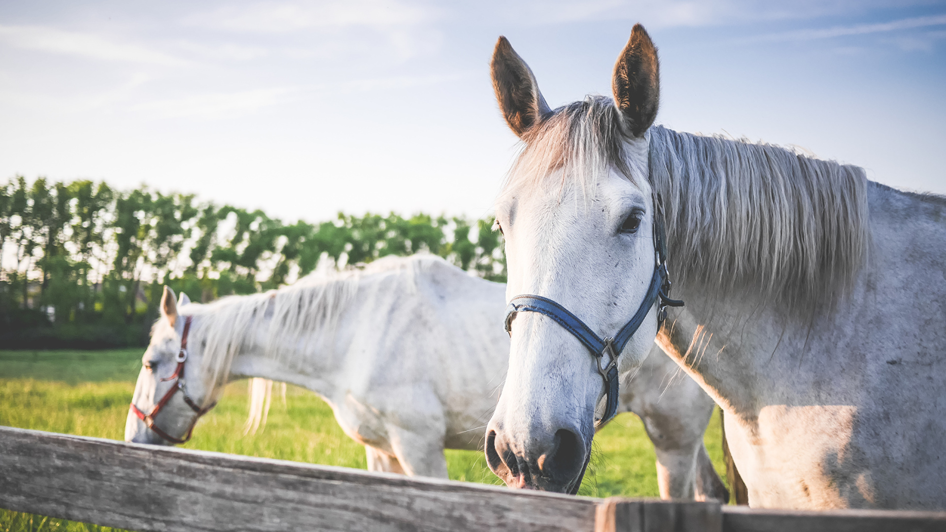 Две белые лошади в лучах солнца на ферме 
