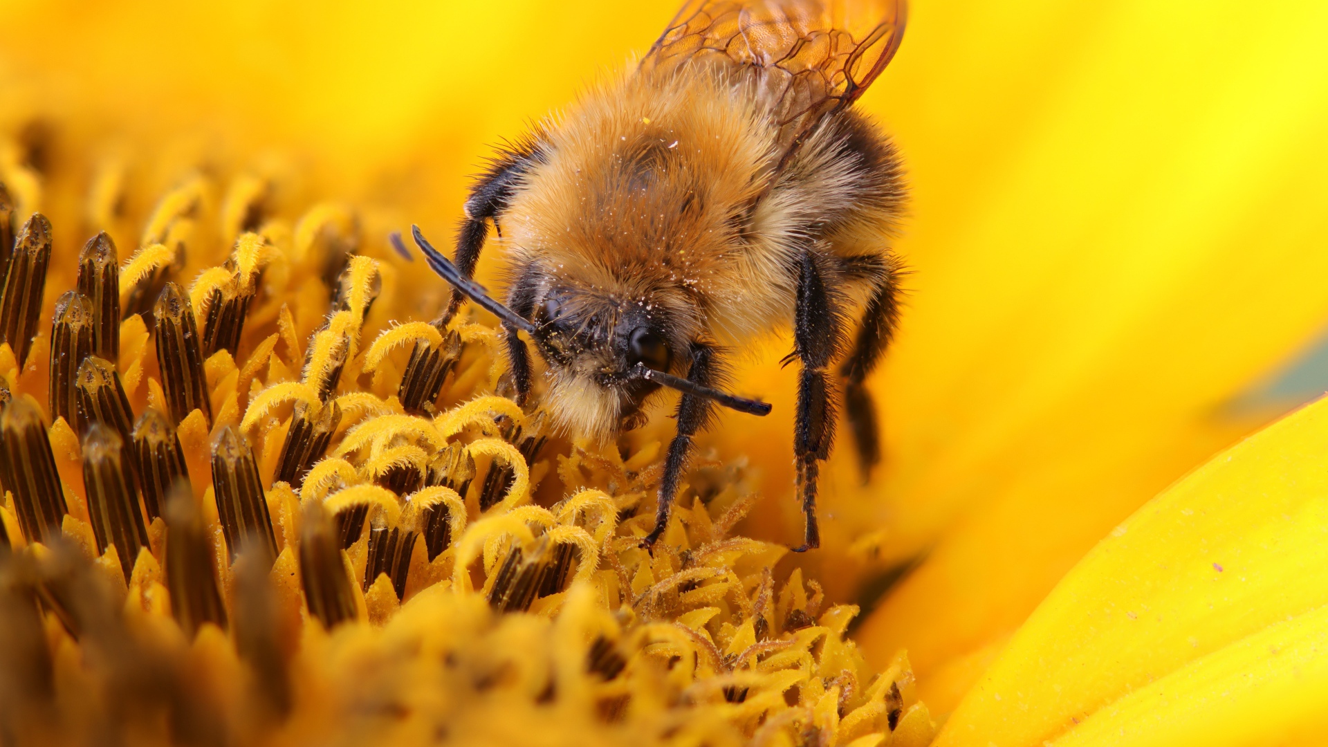 Пчела собирает сладкий нектар на цветке подсолнуха