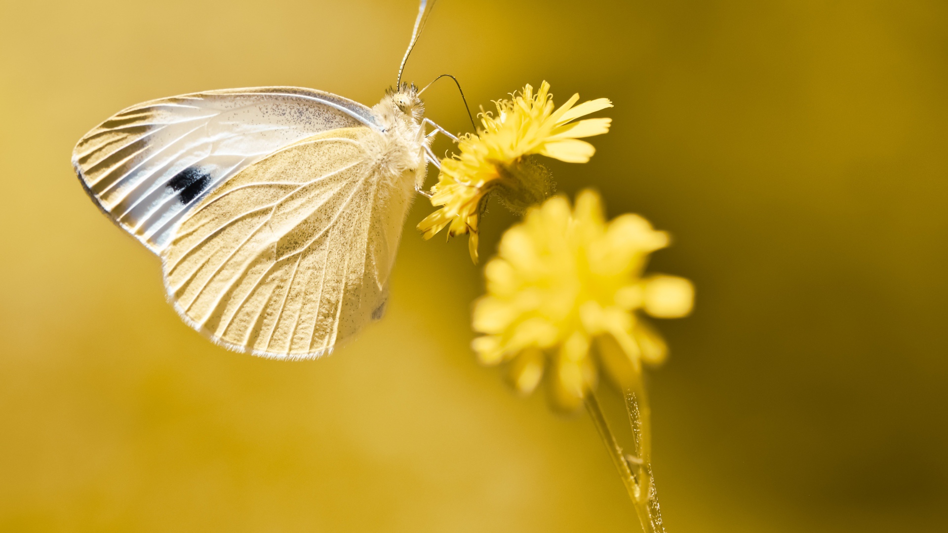 Бабочка сидит на желтом цветке 