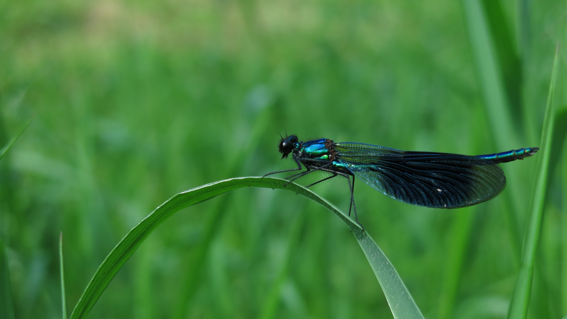 Большая черная стрекоза сидит на зеленой траве