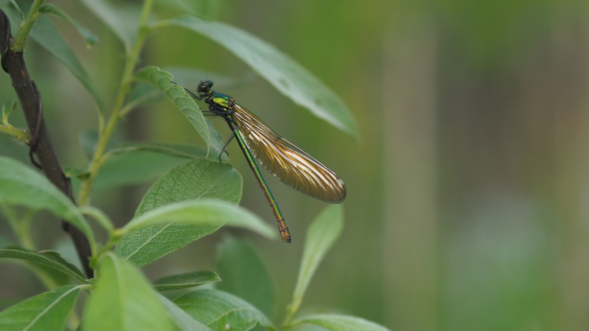 Большая стрекоза сидит на зеленом листе 