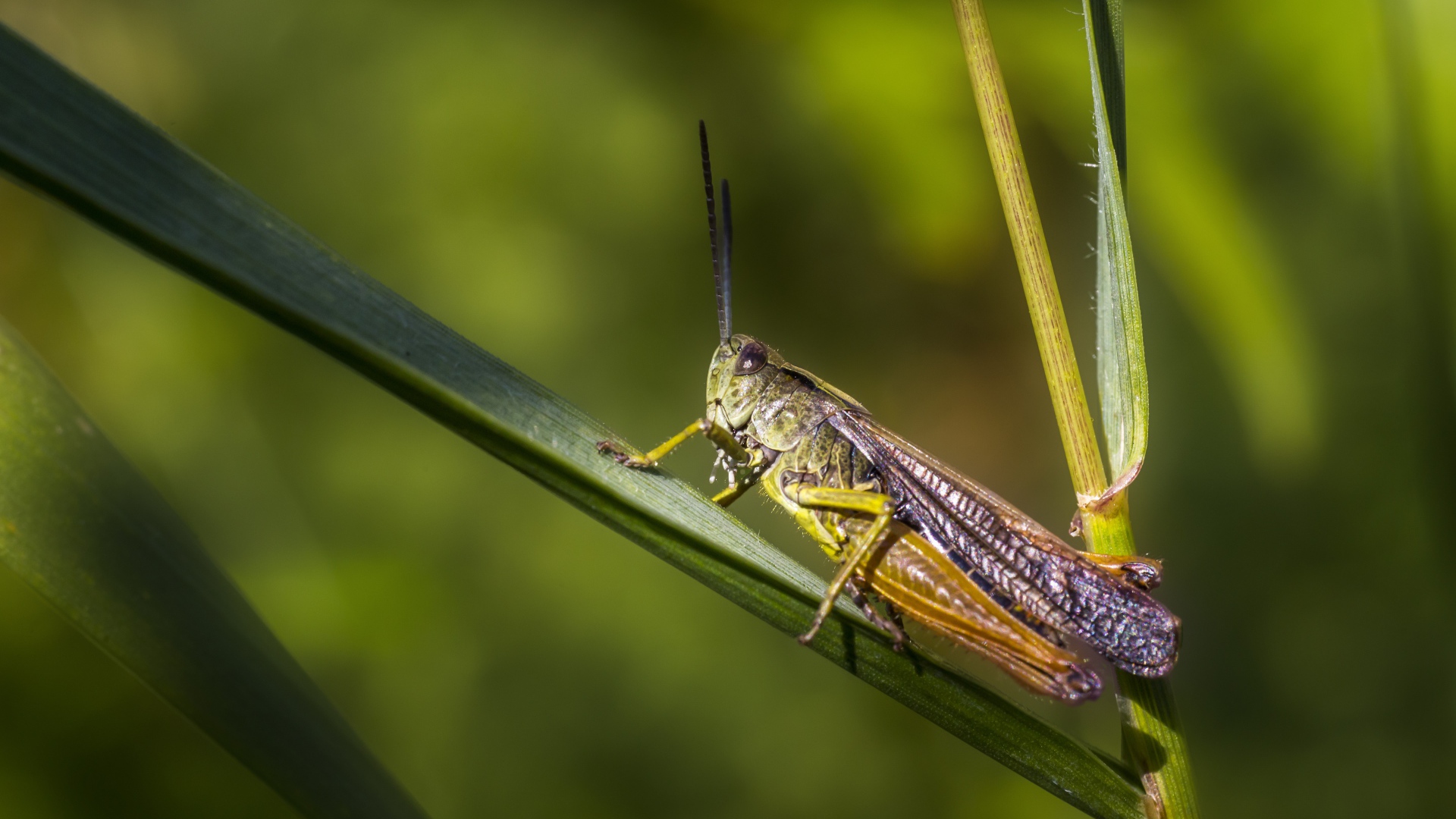 Большой кузнечик сидит на зеленой траве 