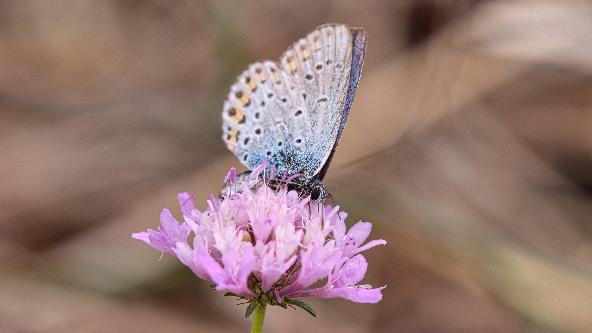 Красивая голубая бабочка на розовом цветке