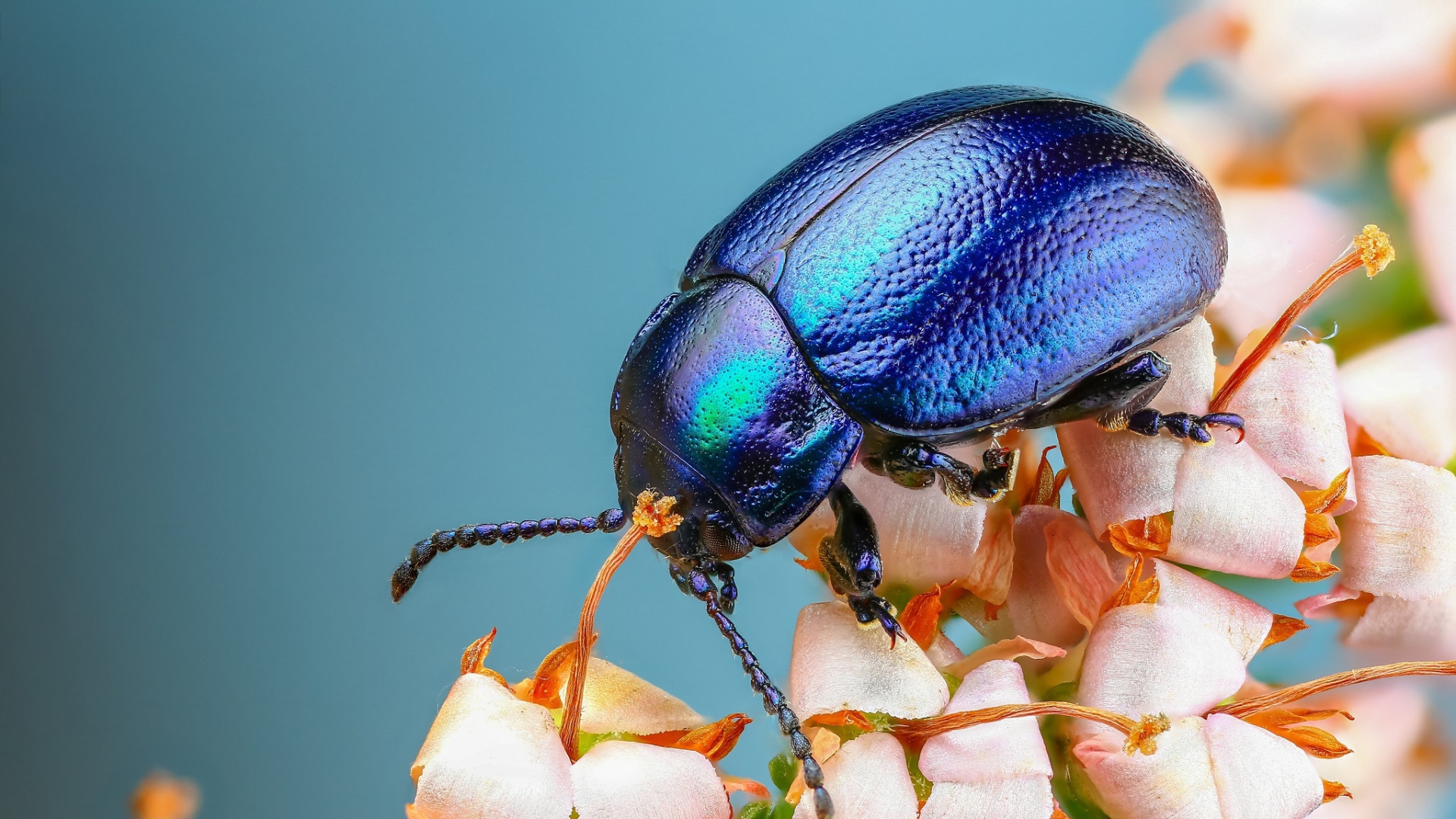 Большой синий жук на цветке 