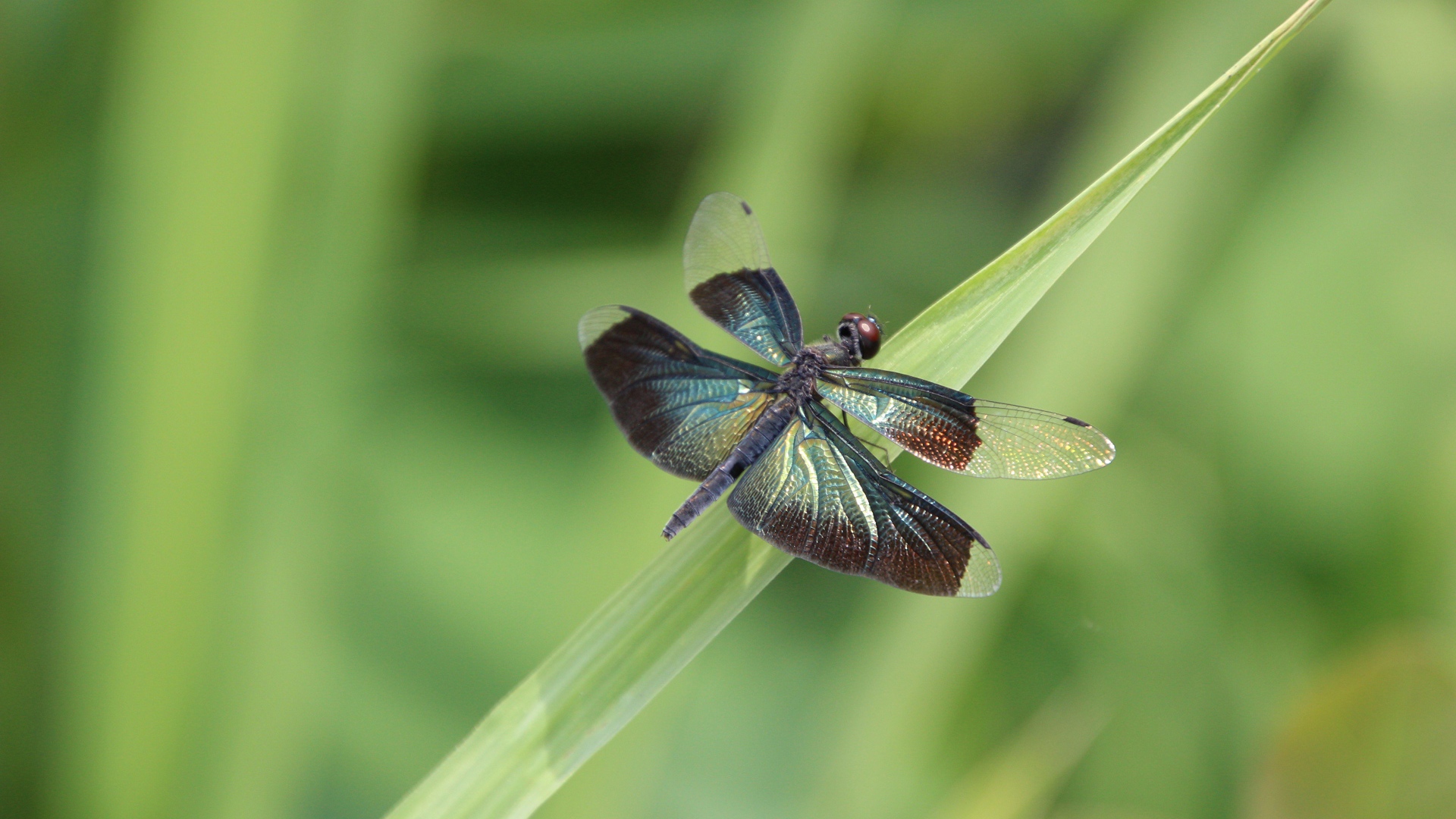 Большая голубая стрекоза сидит на зеленой траве