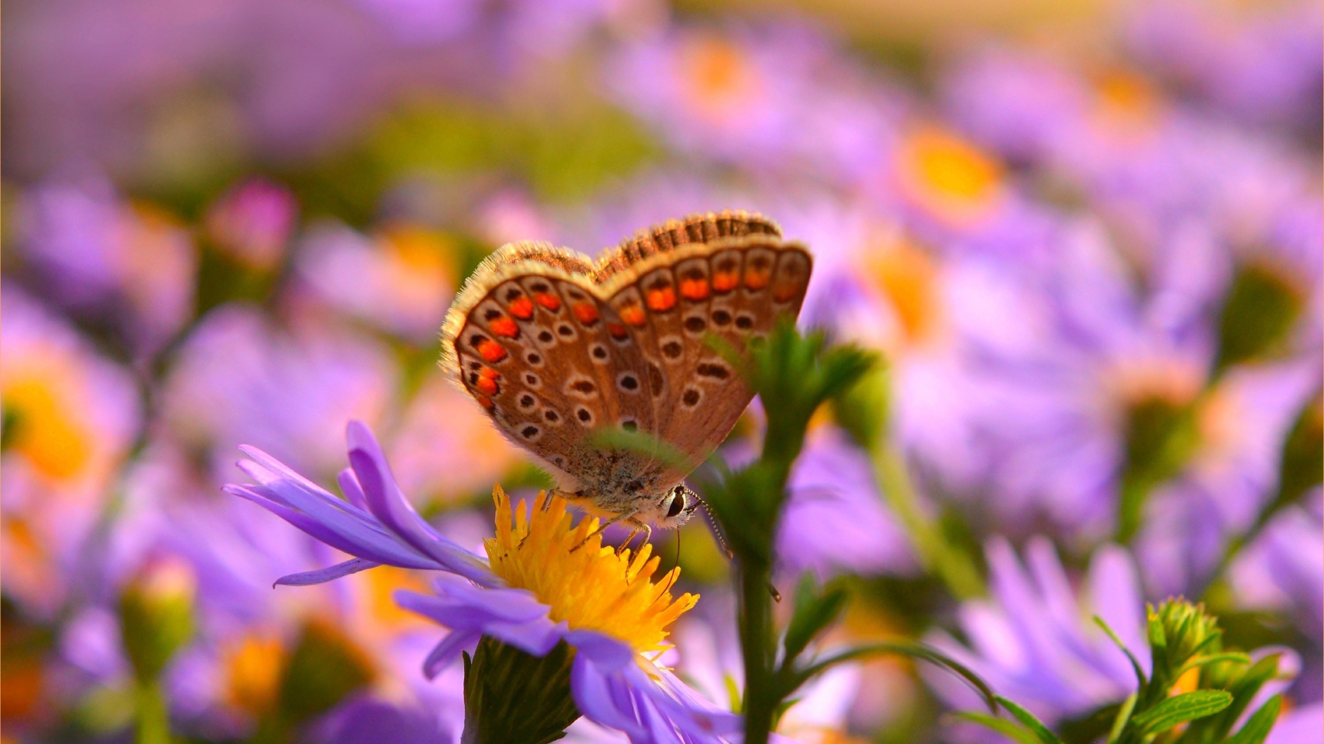Коричневая бабочка на розовых цветах сентябринки 