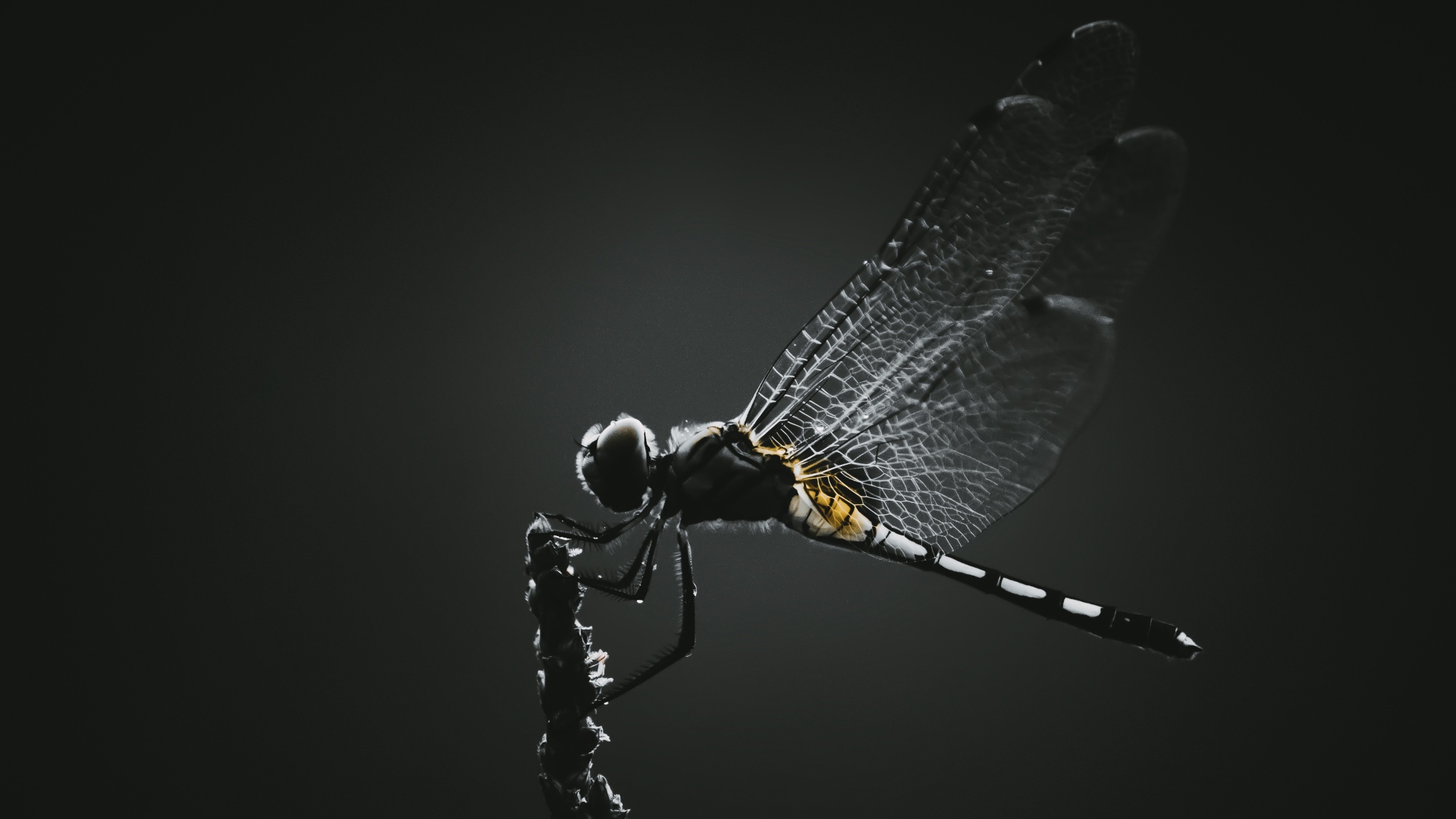 Стрекоза сидит на ветке на черном фоне 