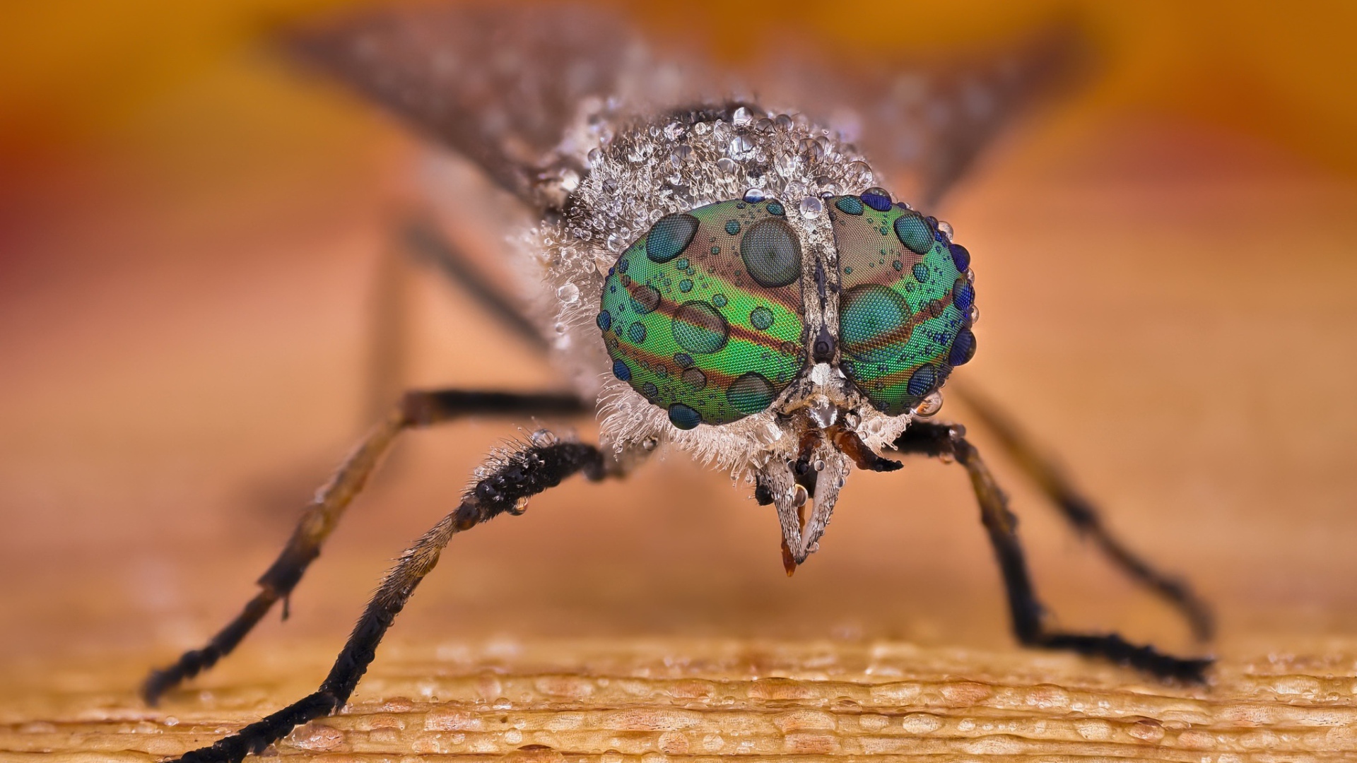Муха с каплями воды на глазах макросъемка