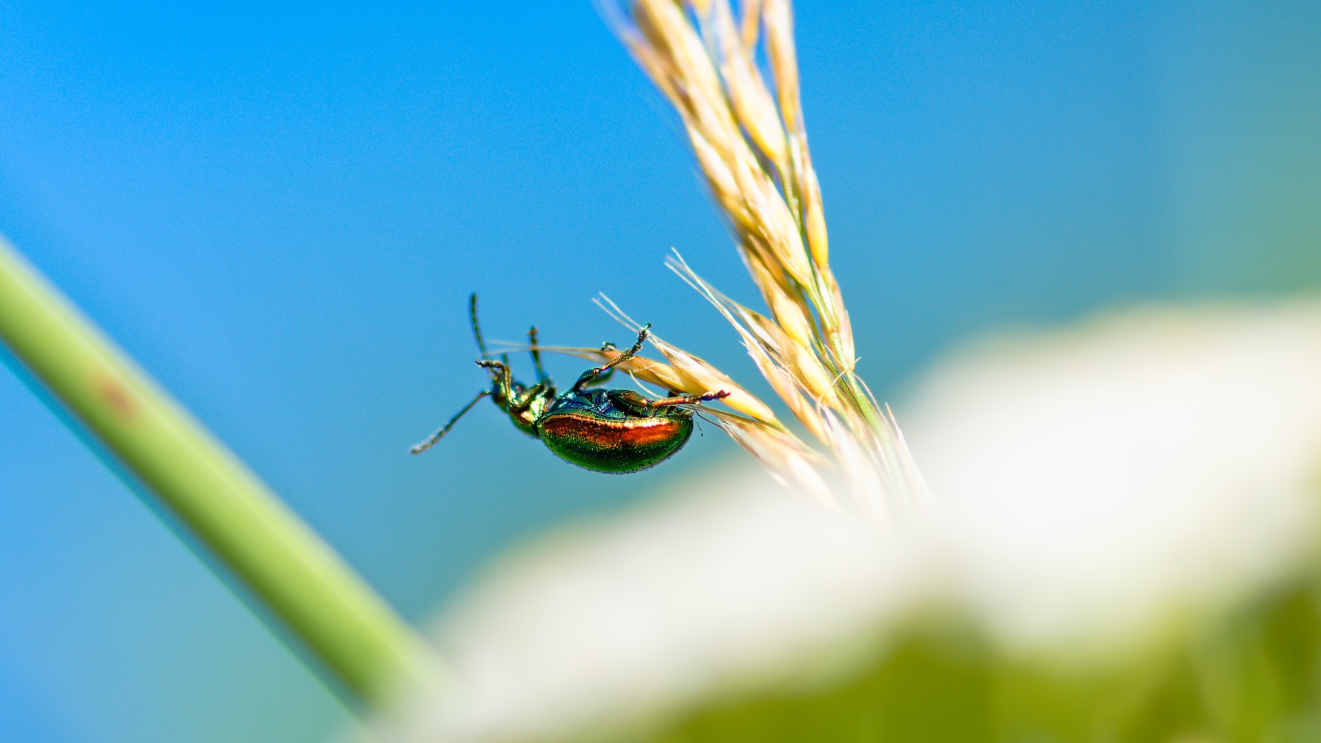 Зеленый жук бронзовка на траве 