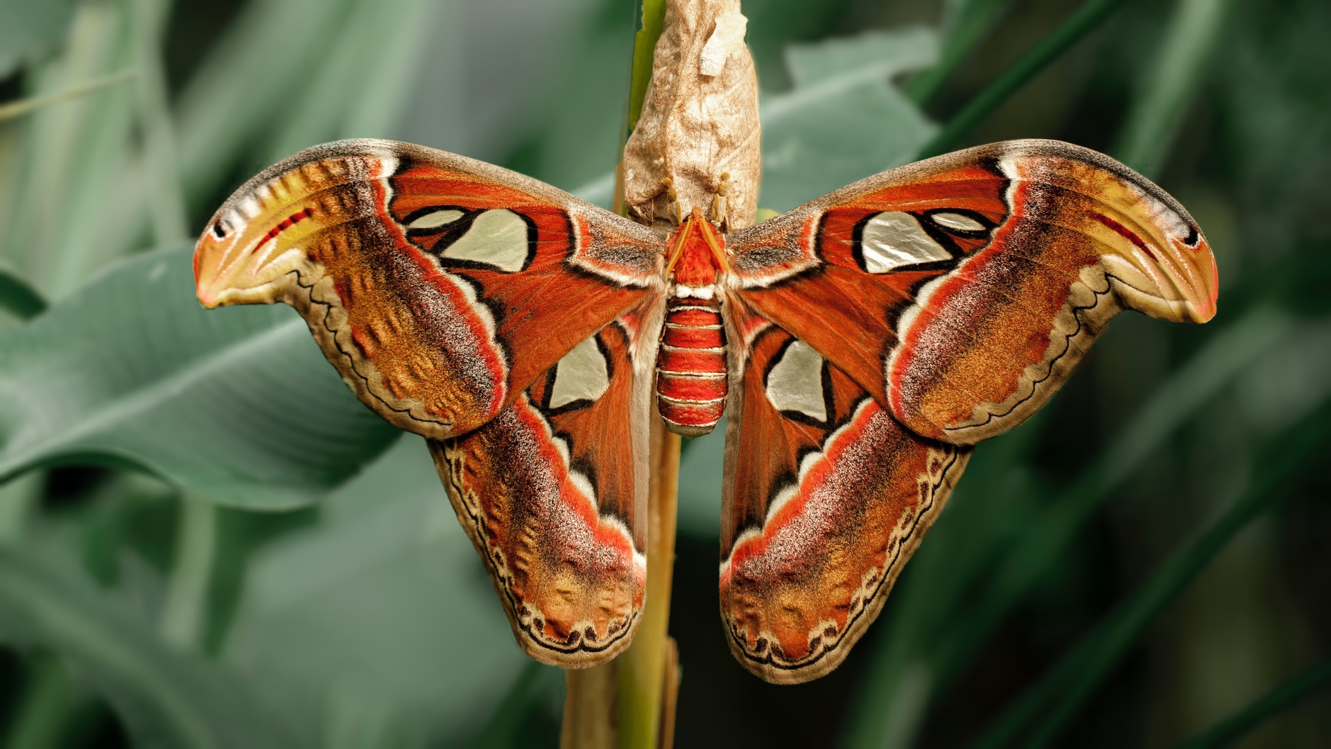 Large butterfly with a cocoon on a branch Desktop wallpapers 1920x1080