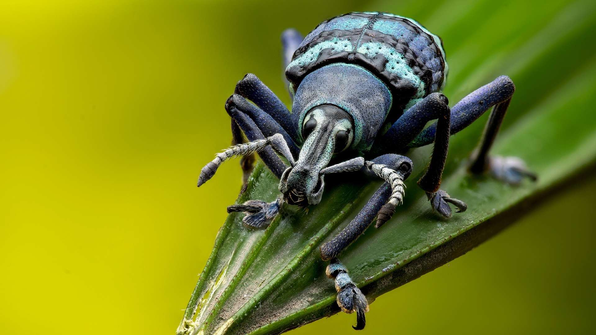 Большой жук долгоносик на зеленом листе 