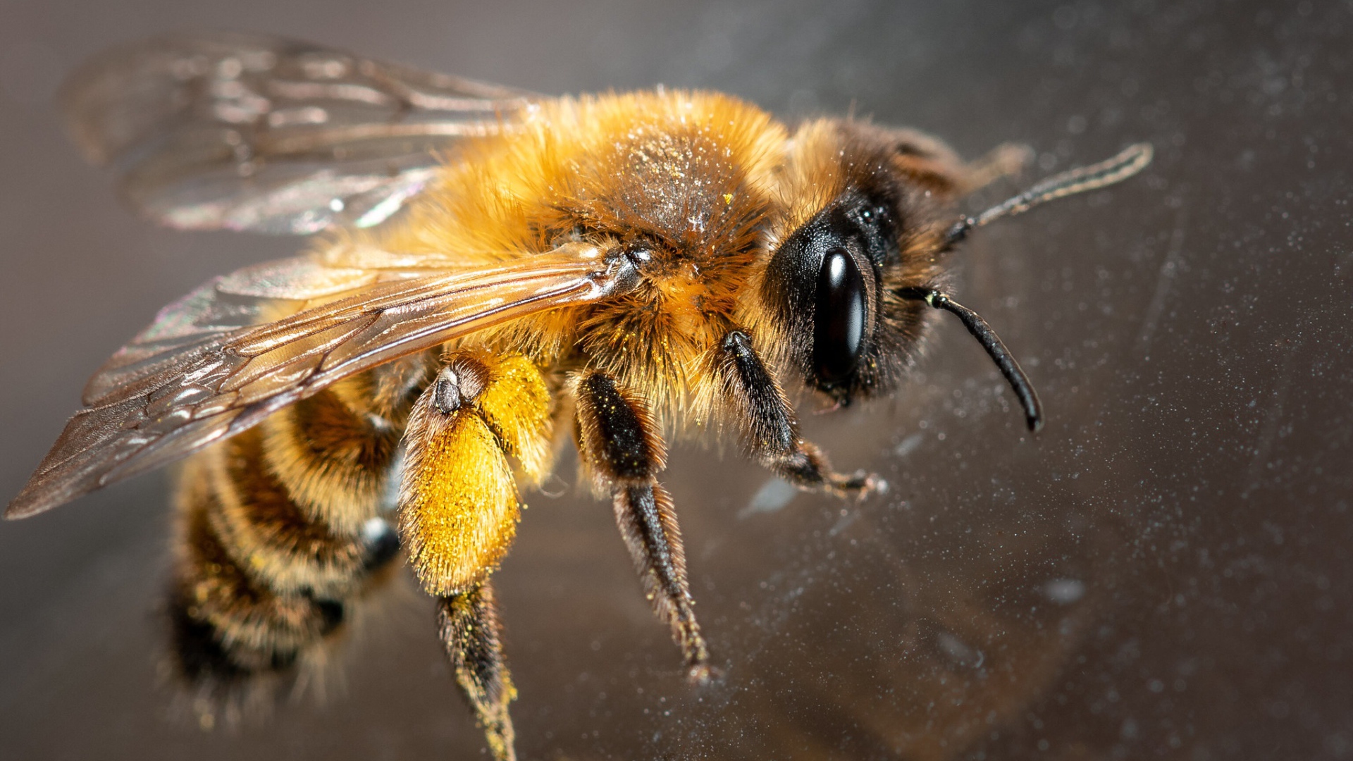 Маленькая пчела на стекле крупным планом