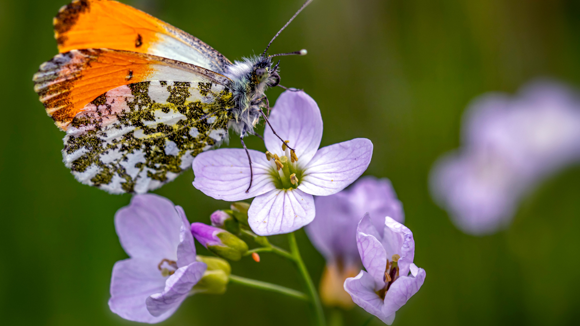 Маленькая бабочка сидит на розовом цветке 