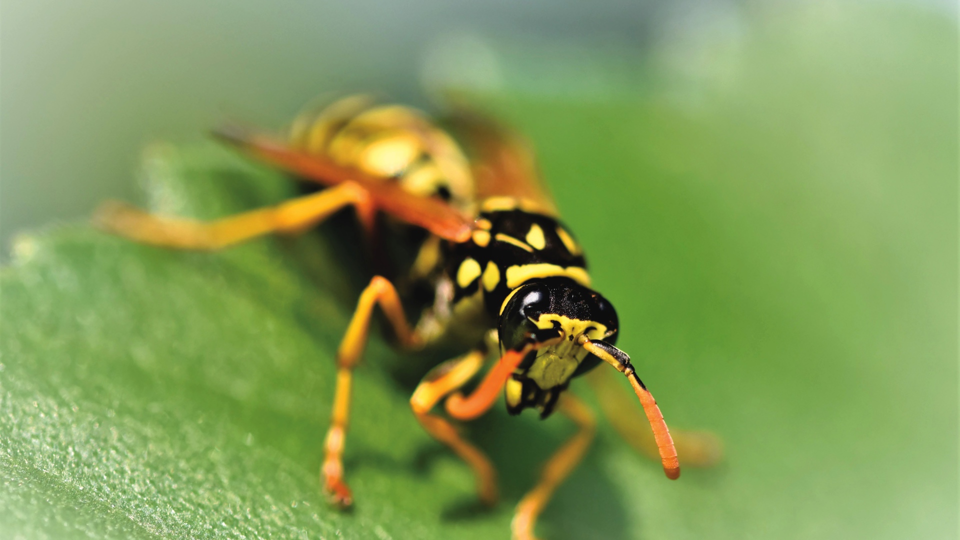 Оса сидит на зеленом листке крупным планом