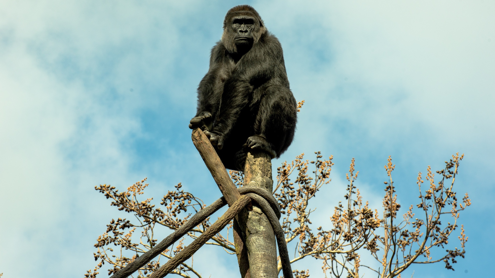 Большая черная горилла сидит на стволе дерева 
