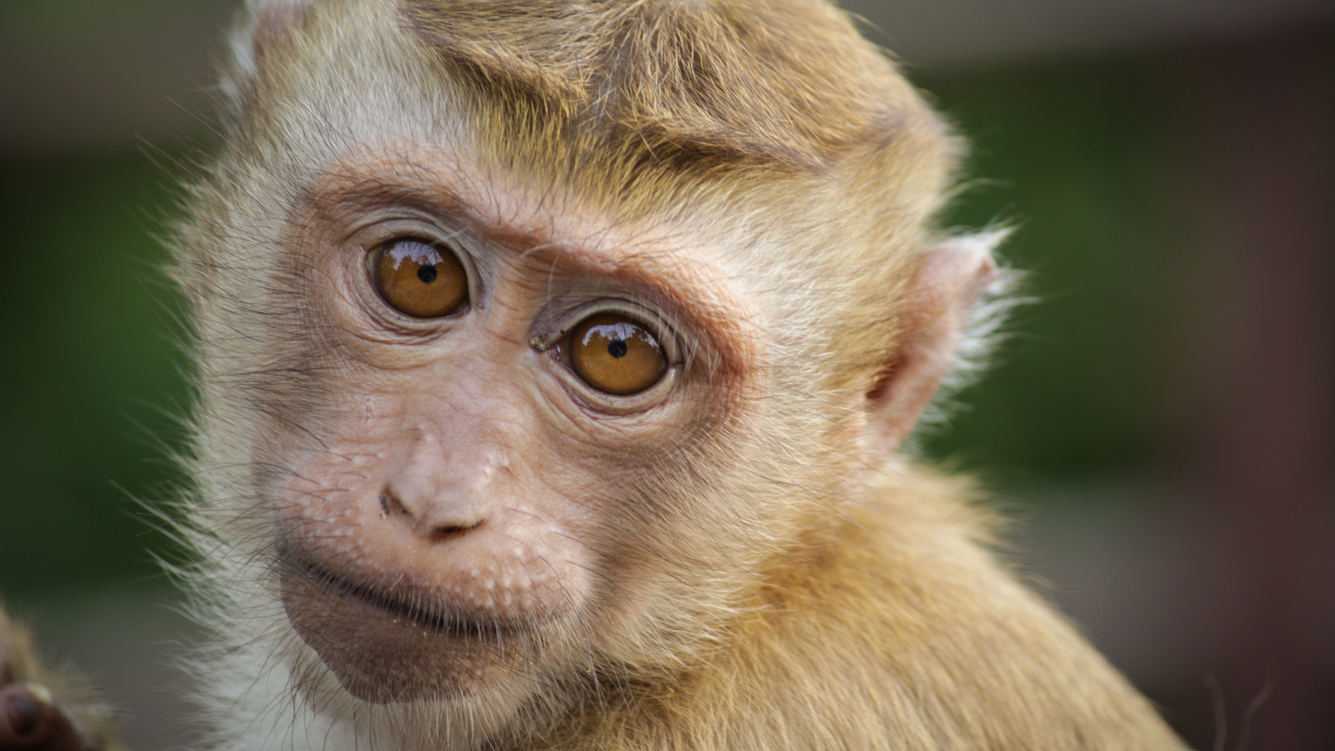 Маленькая обезьяна крупным планом