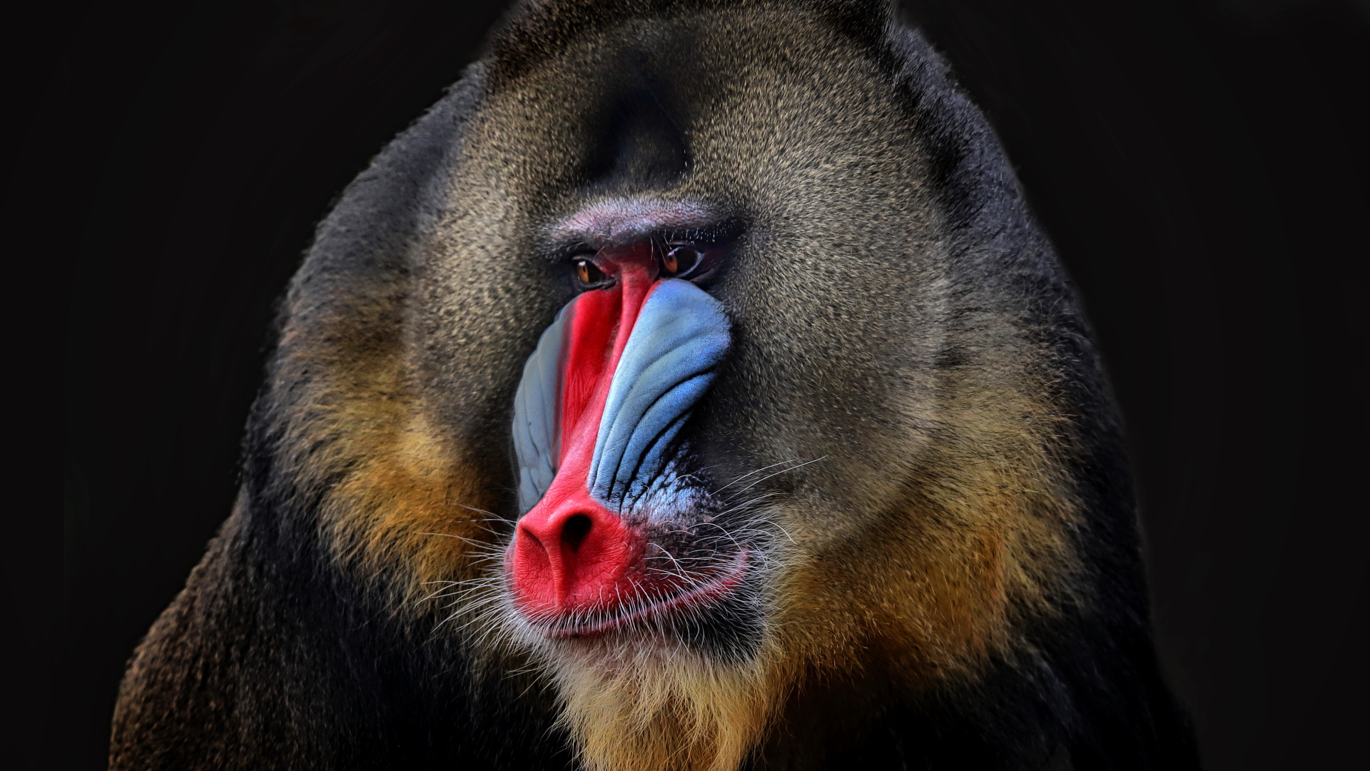 Мандрил с красным носом на черном фоне