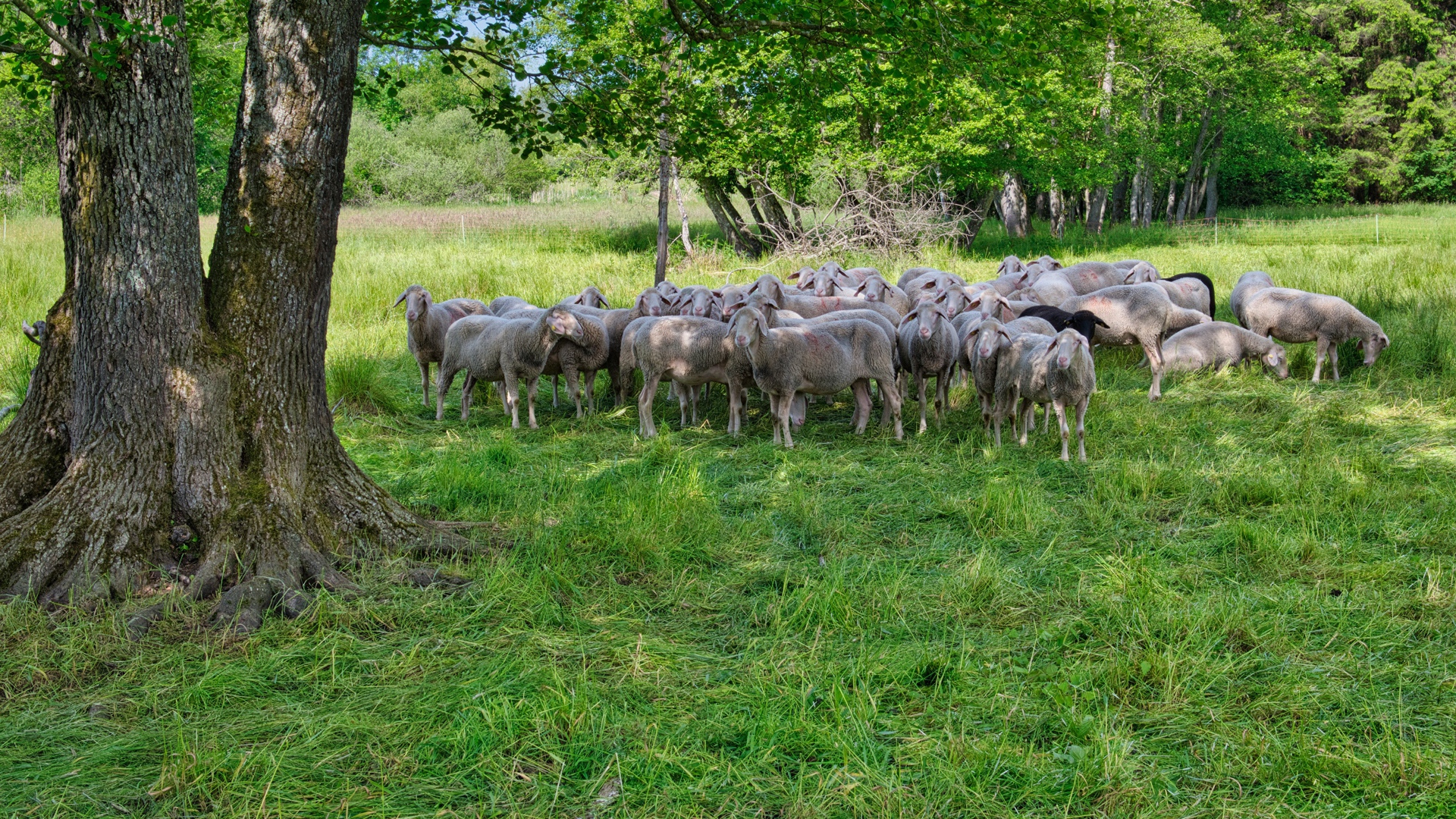 Стадо овец пасется на зеленой траве под деревом