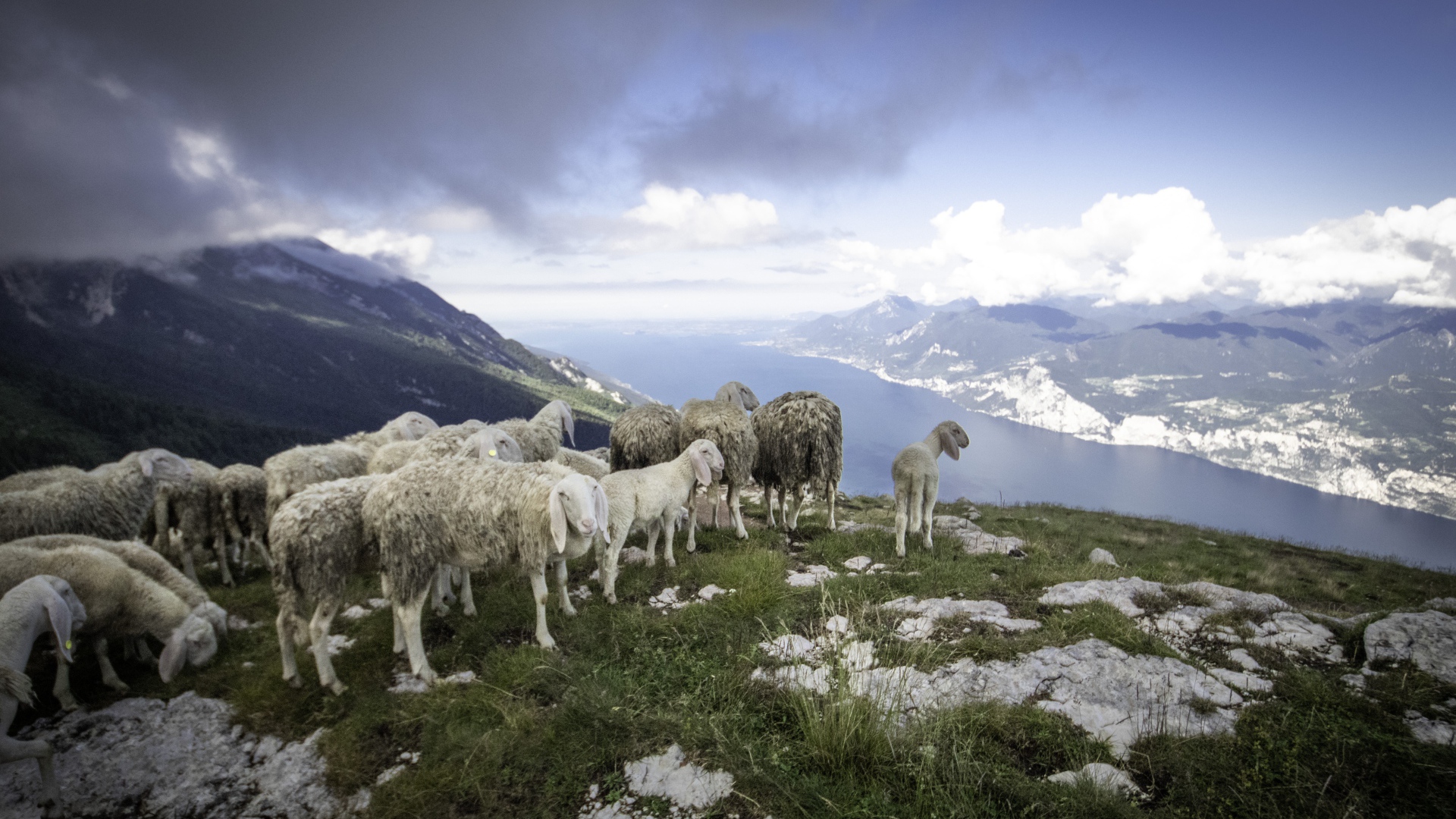 Стадо овец на краю скалы у фьорда 