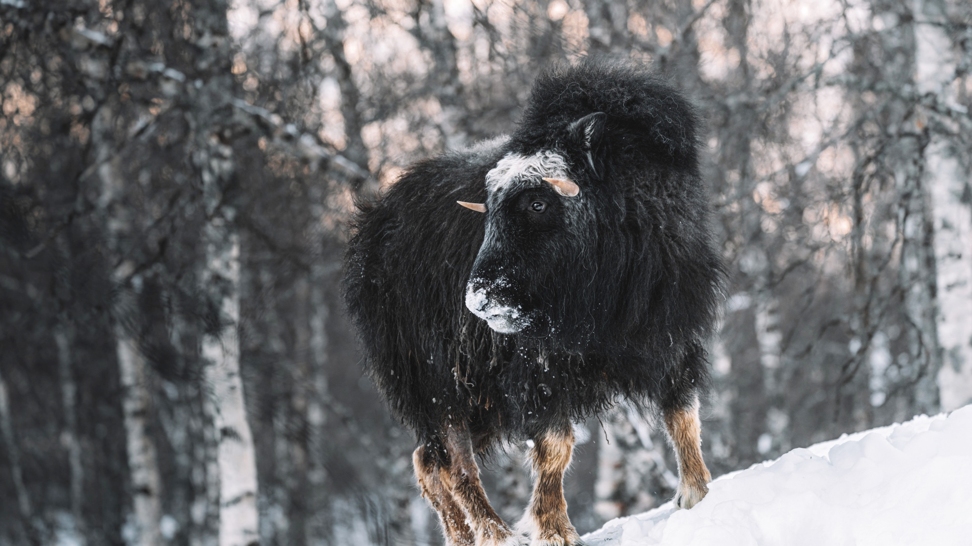 Американский бизон в зимнем лесу 