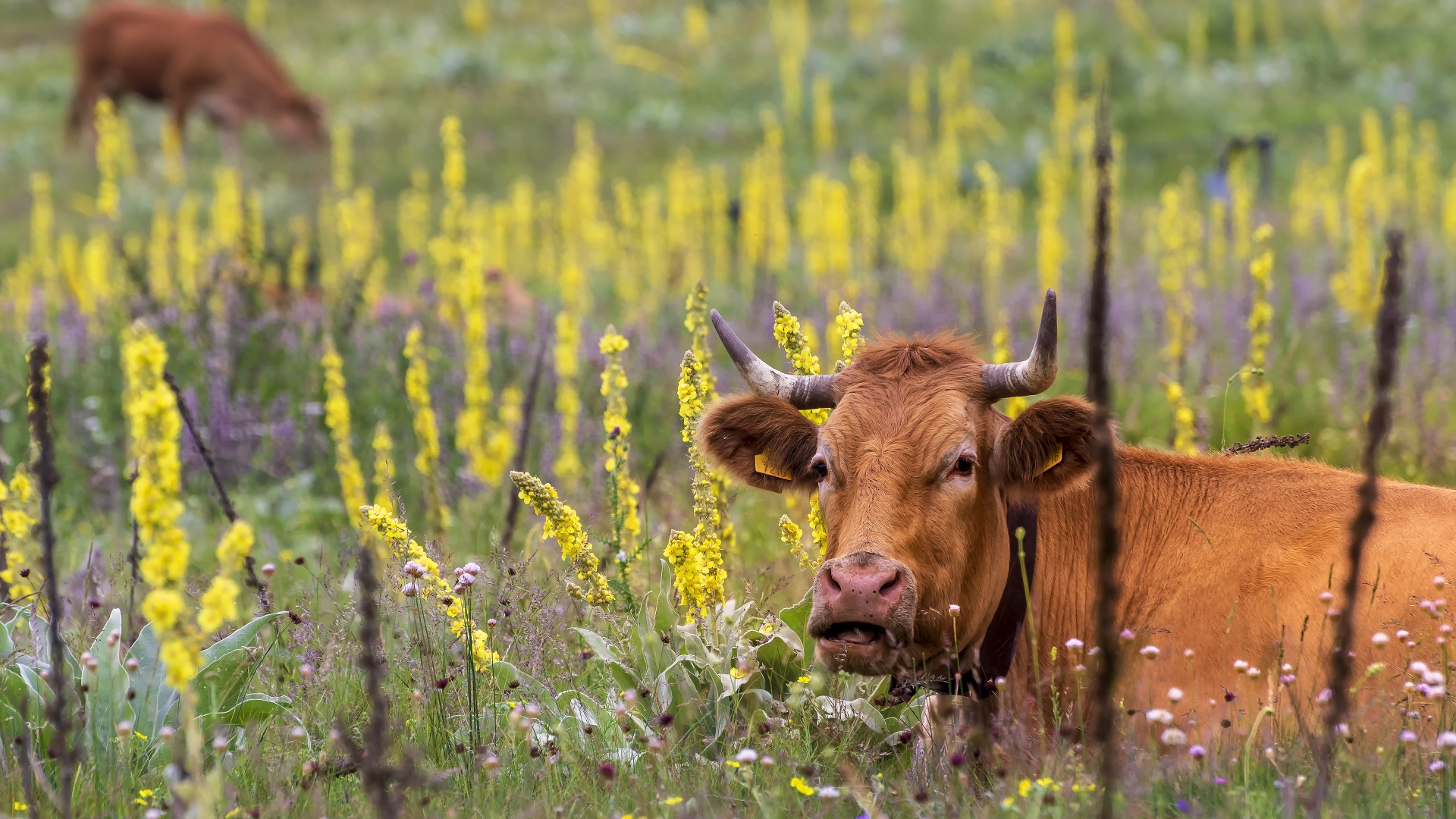 Big brown cows graze on a field with flowers
