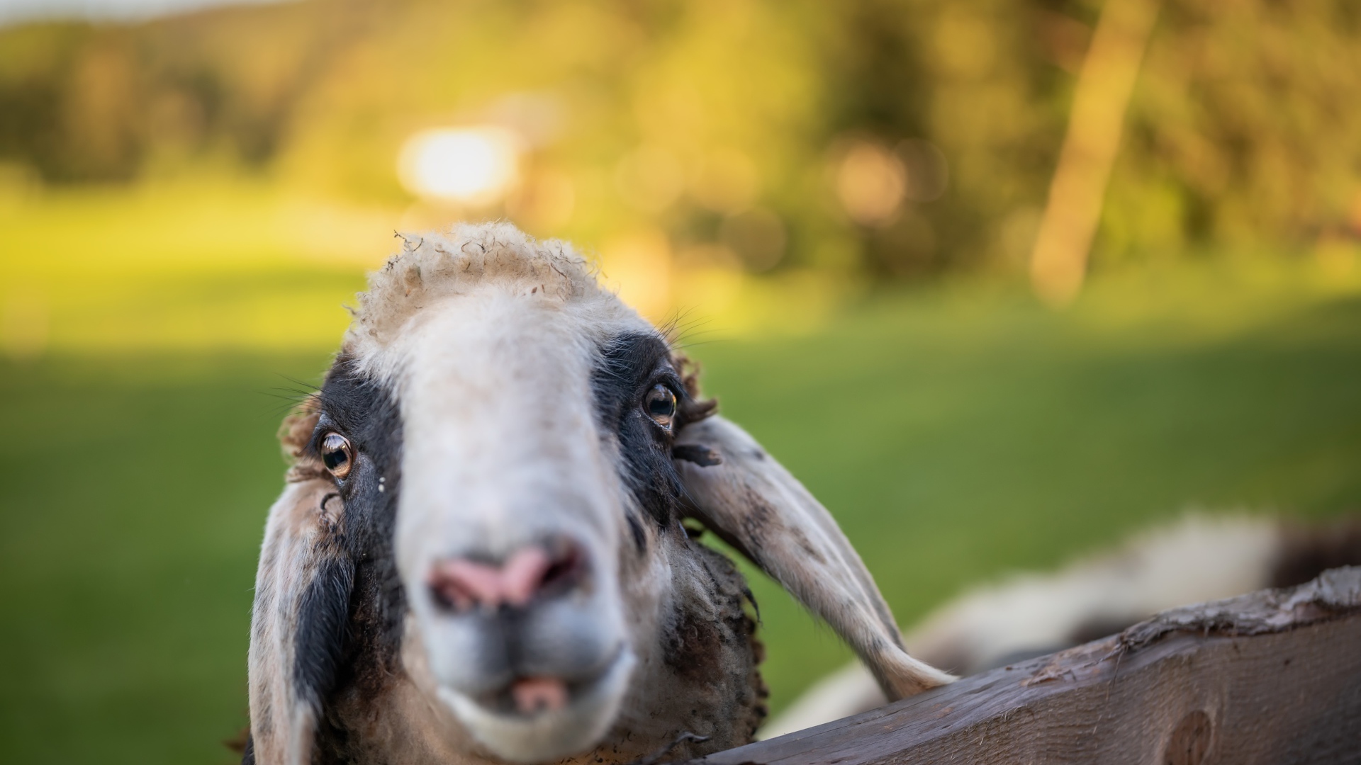 Голова овцы в загоне 