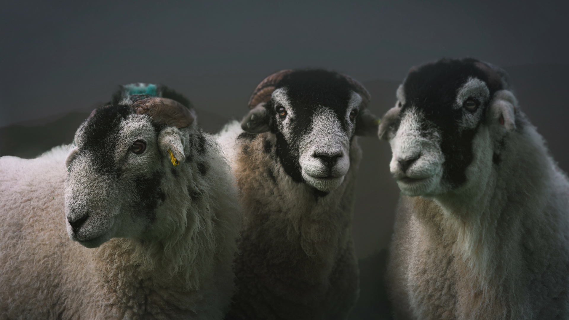Три овцы на сером фоне