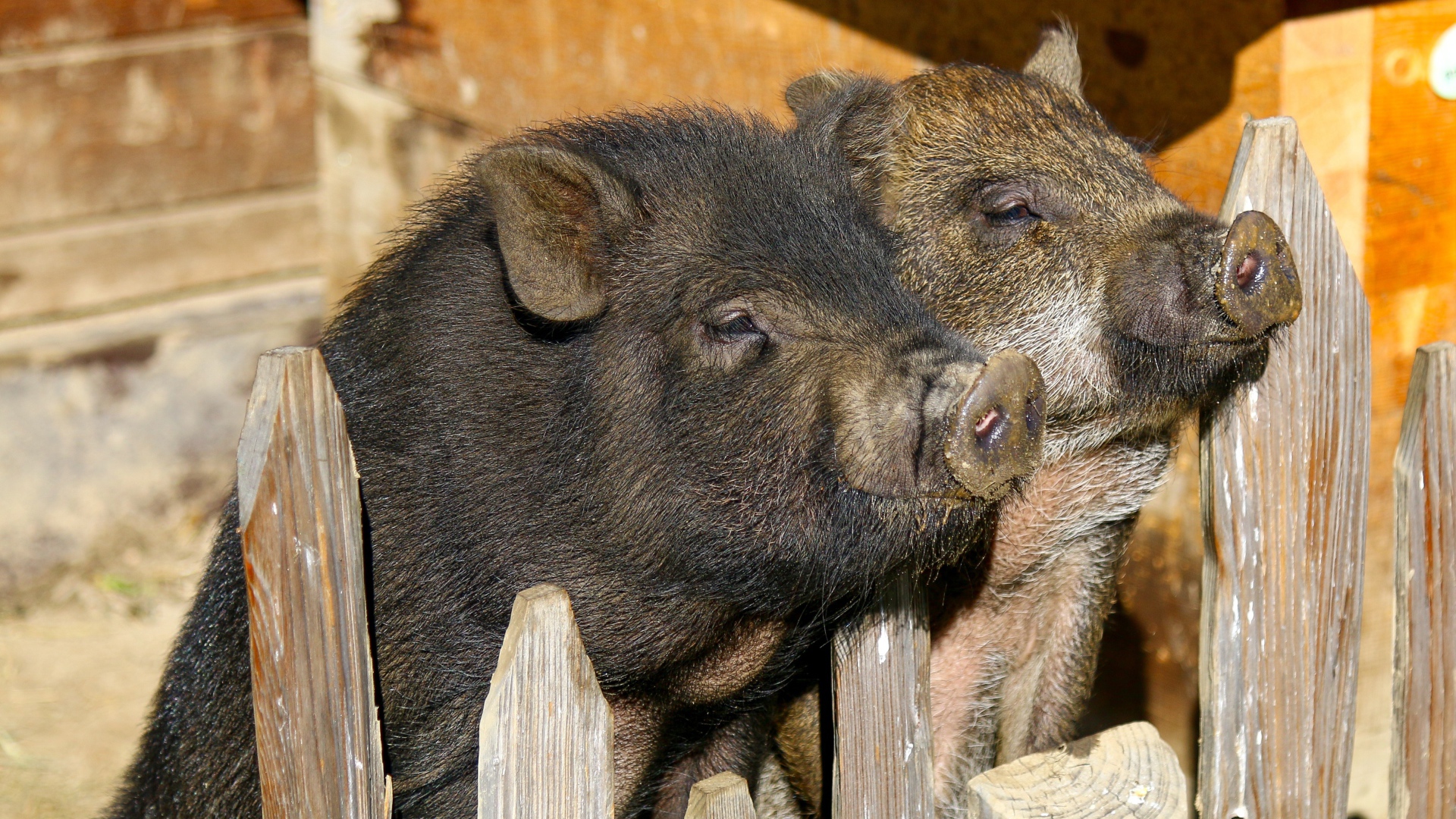 Два домашних поросенка в загородке