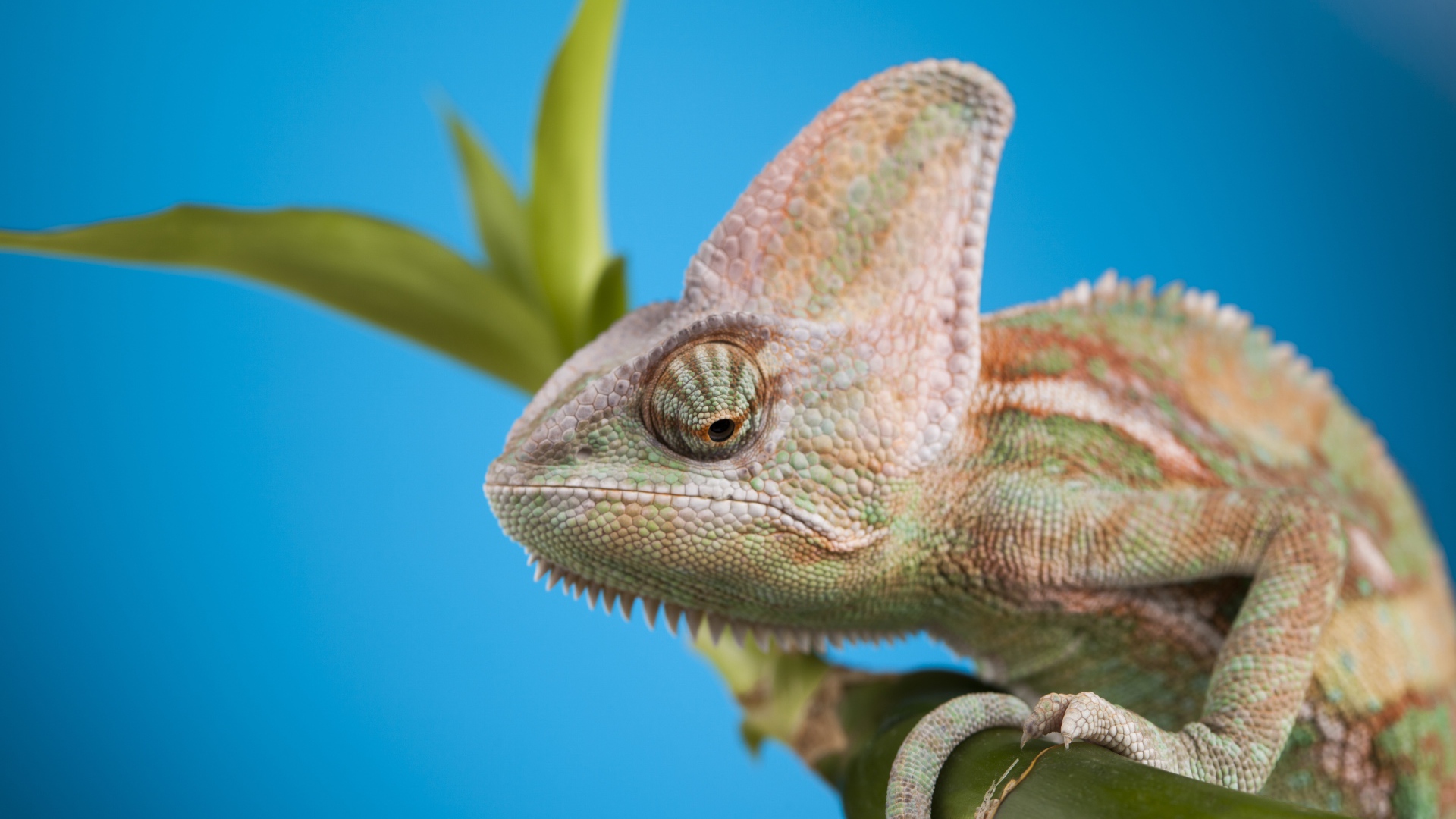 Большой хамелеон сидит на зеленой ветке на голубом фоне