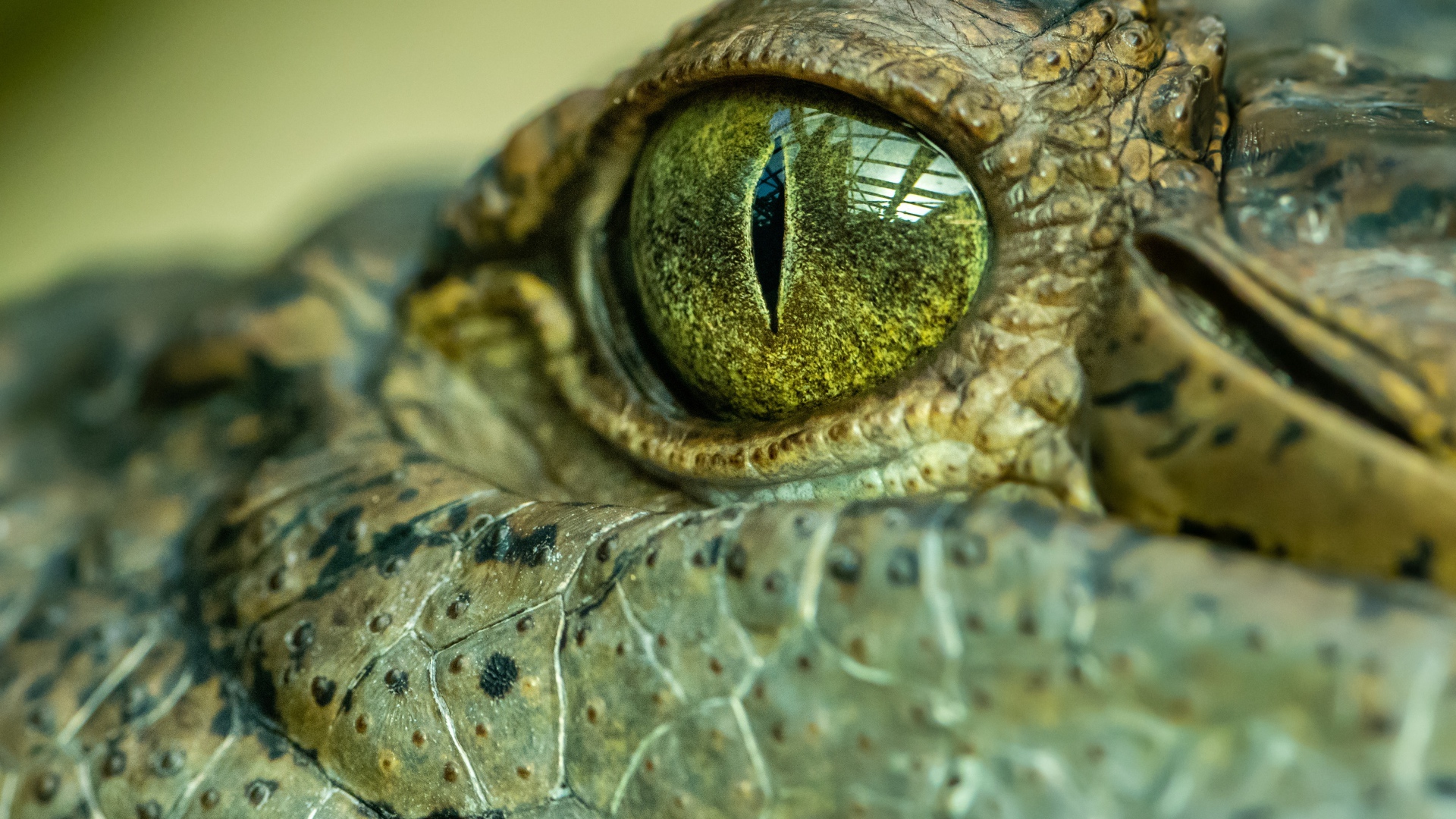 Big crocodile eye