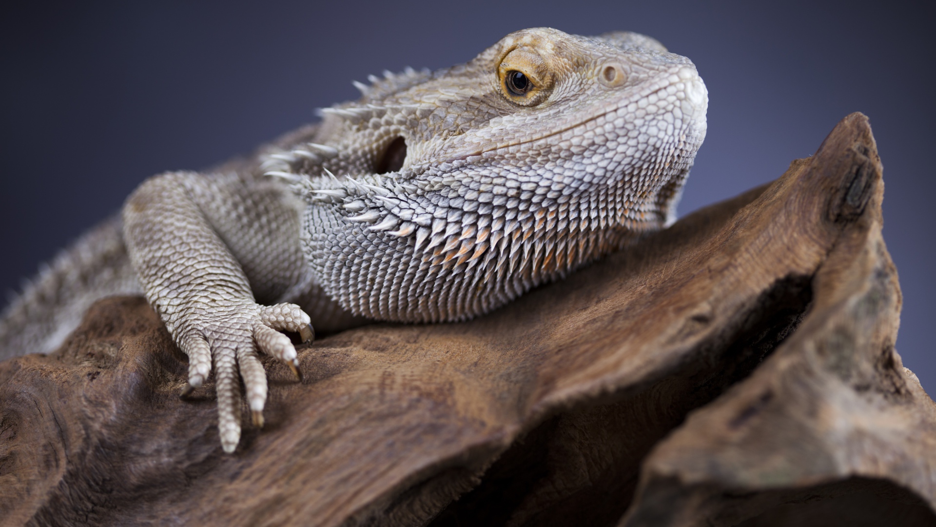 Большая игуана сидит на сухом дереве 