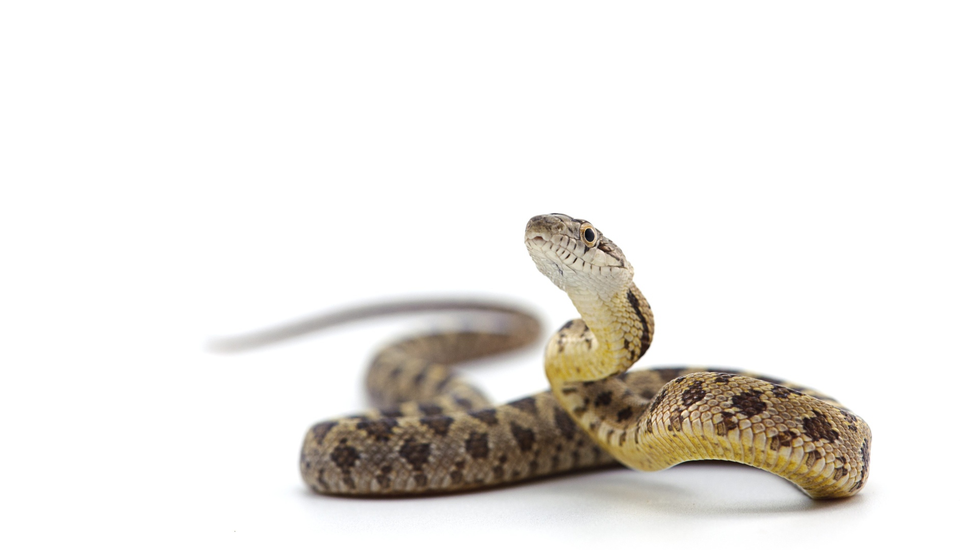 Большая змея на белом фоне