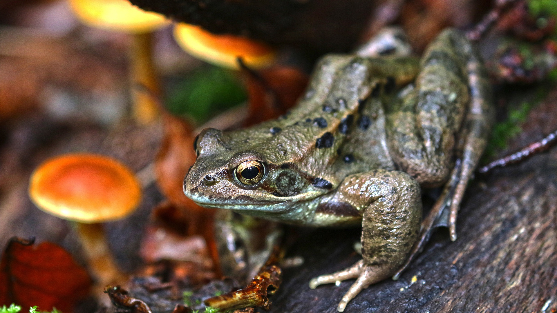 Зеленая жаба на дереве в лесу