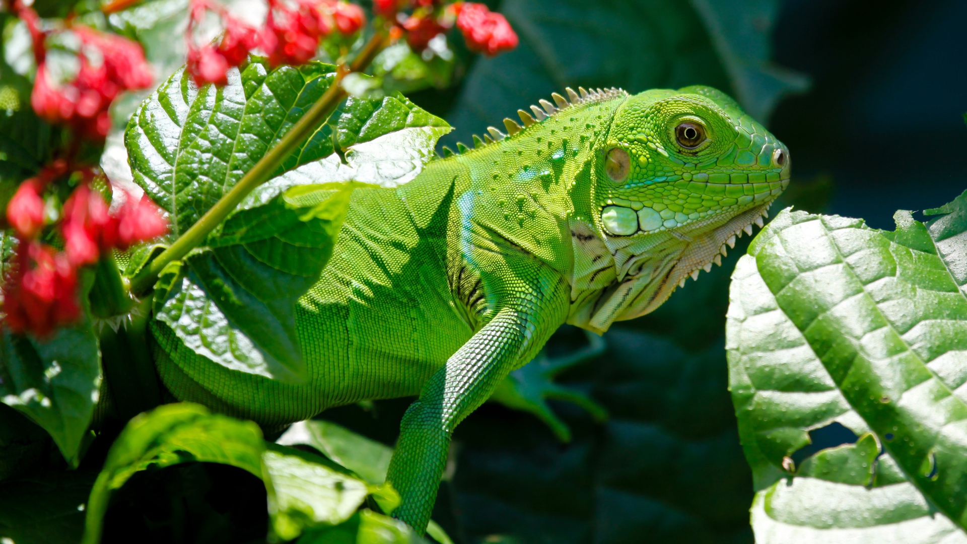 Large green iguana on a background of red flowers