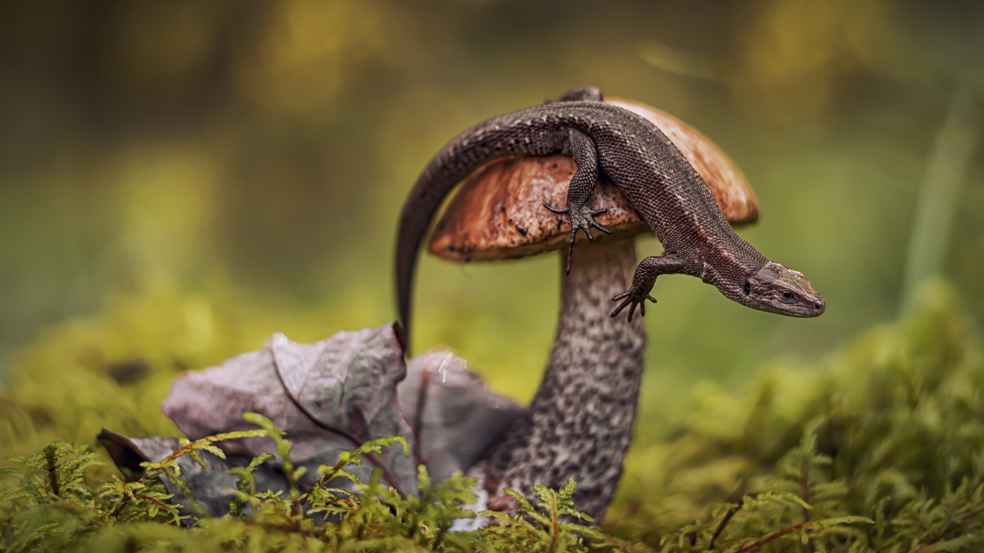 Ящерица сидит на грибе в лесу