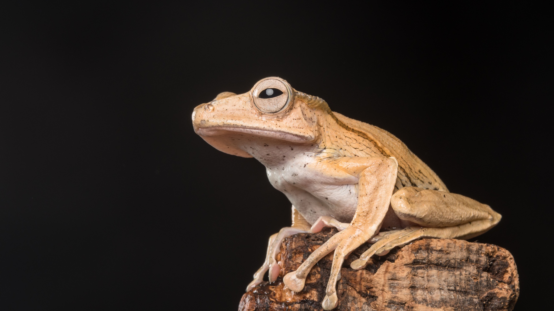Желтая лягушка сидит на камне на черном фоне