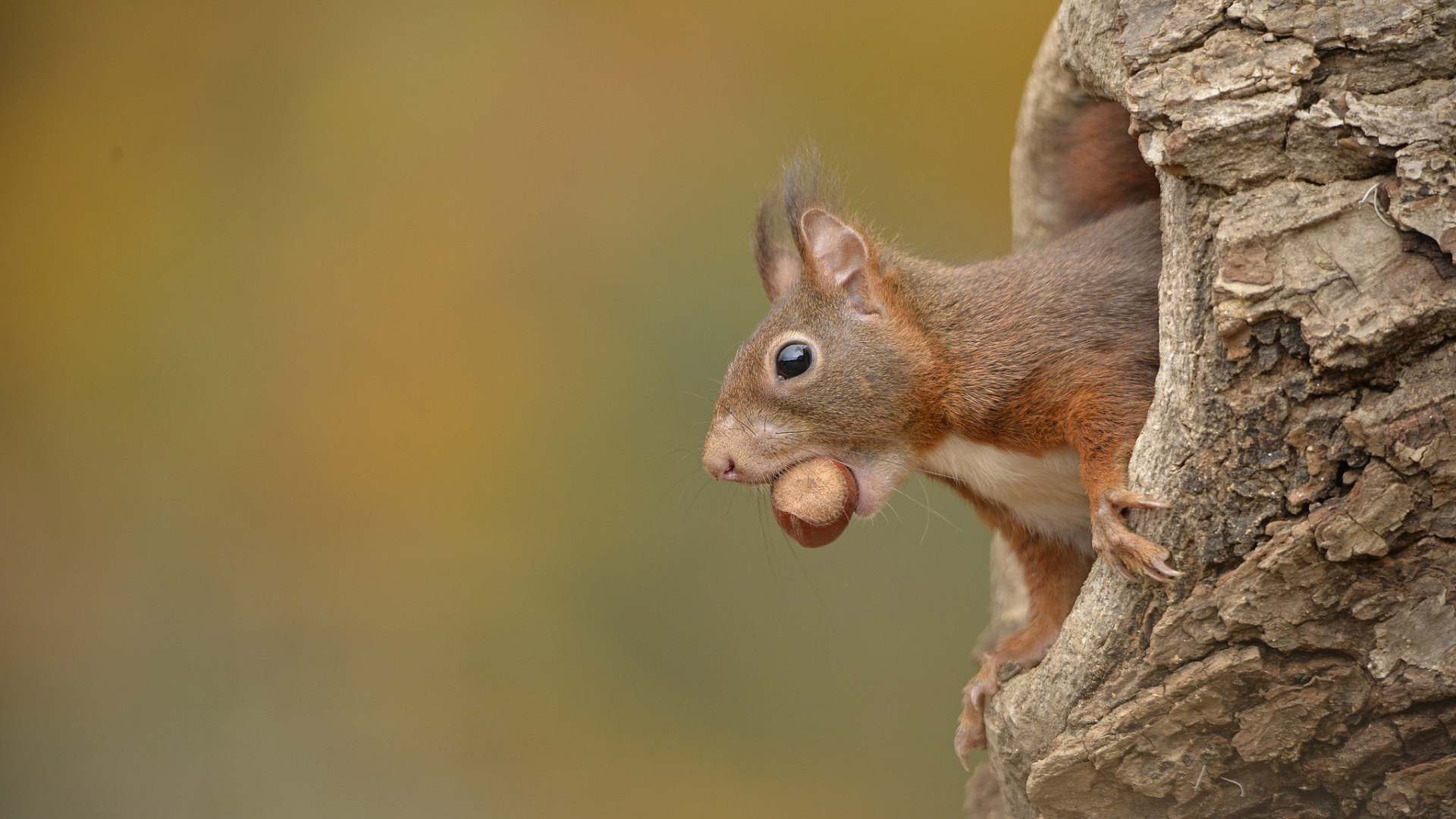 Белка с лесным орехом в зубах сидит в дупле 