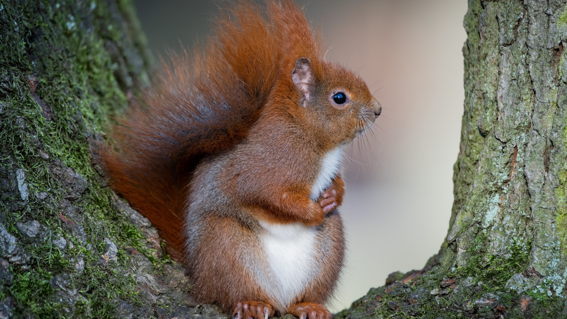 Милая пушистая рыжая белка сидит на дереве 