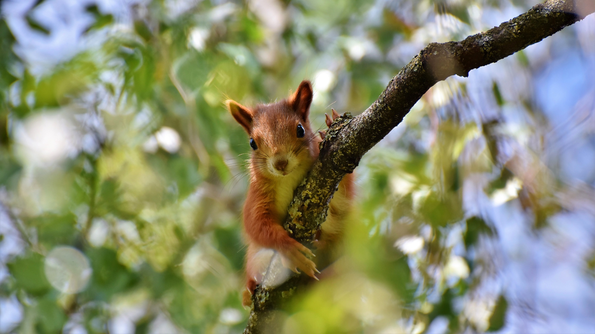 Милая рыжая белка сидит на ветке 