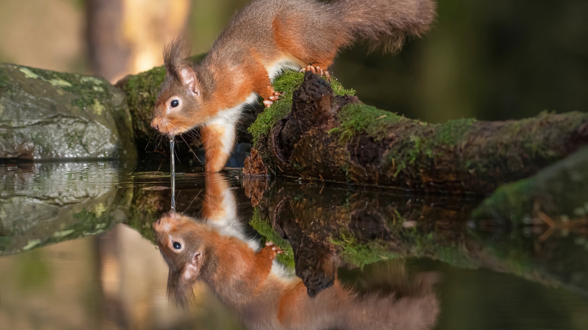 Пушистая рыжая белка пьет воду 